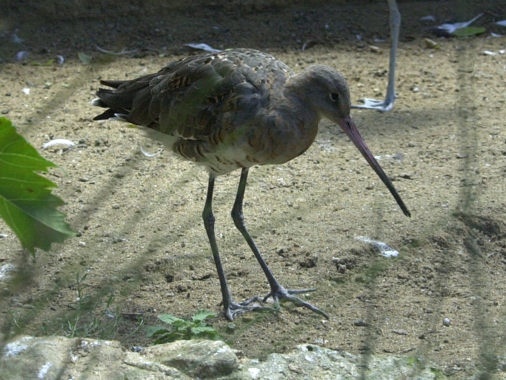 barge_a_queue_noire_-_limosa_limosa1md
