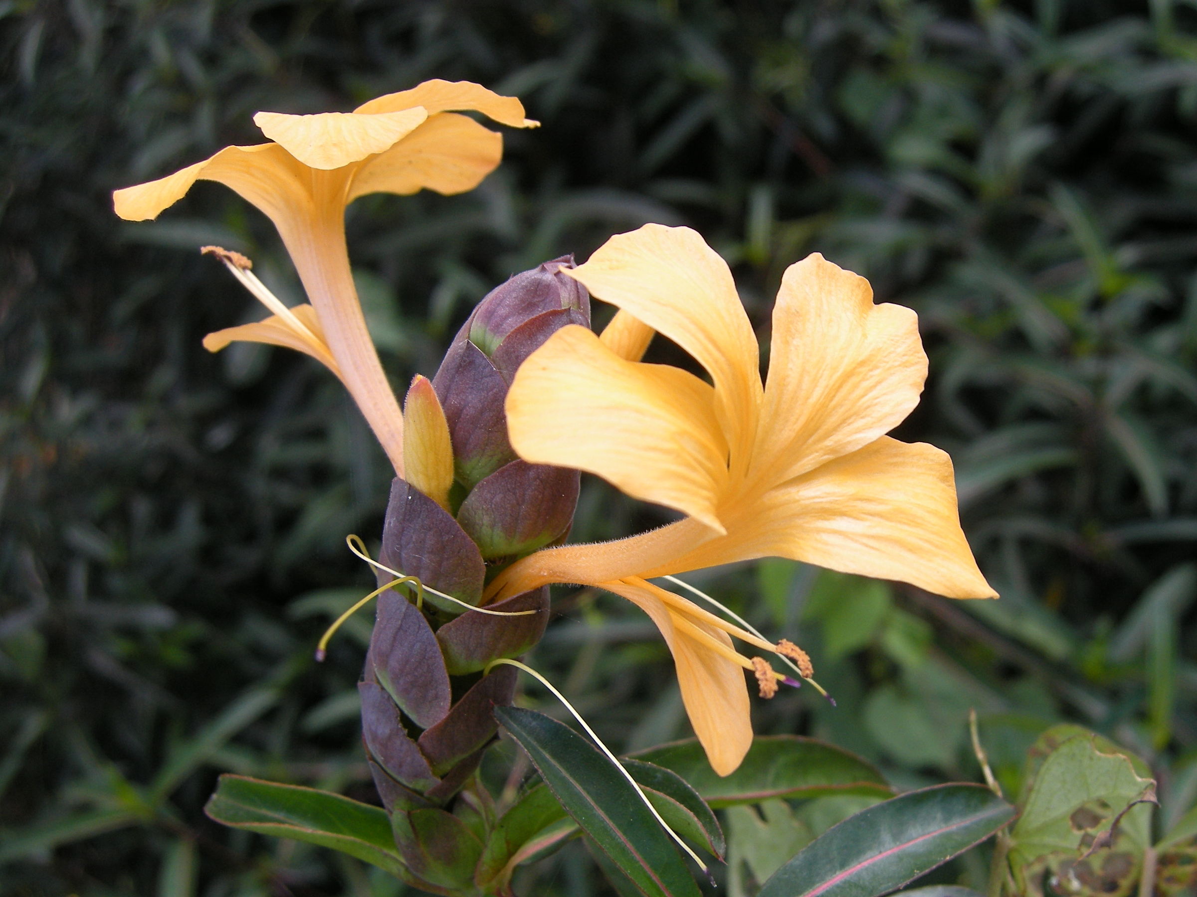 barleria_lupulina2md