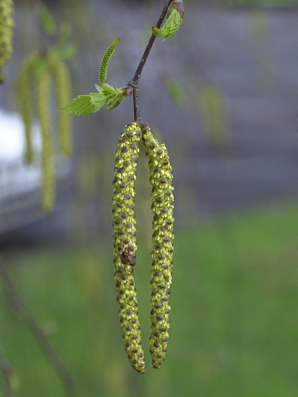 betula_pendula3amd