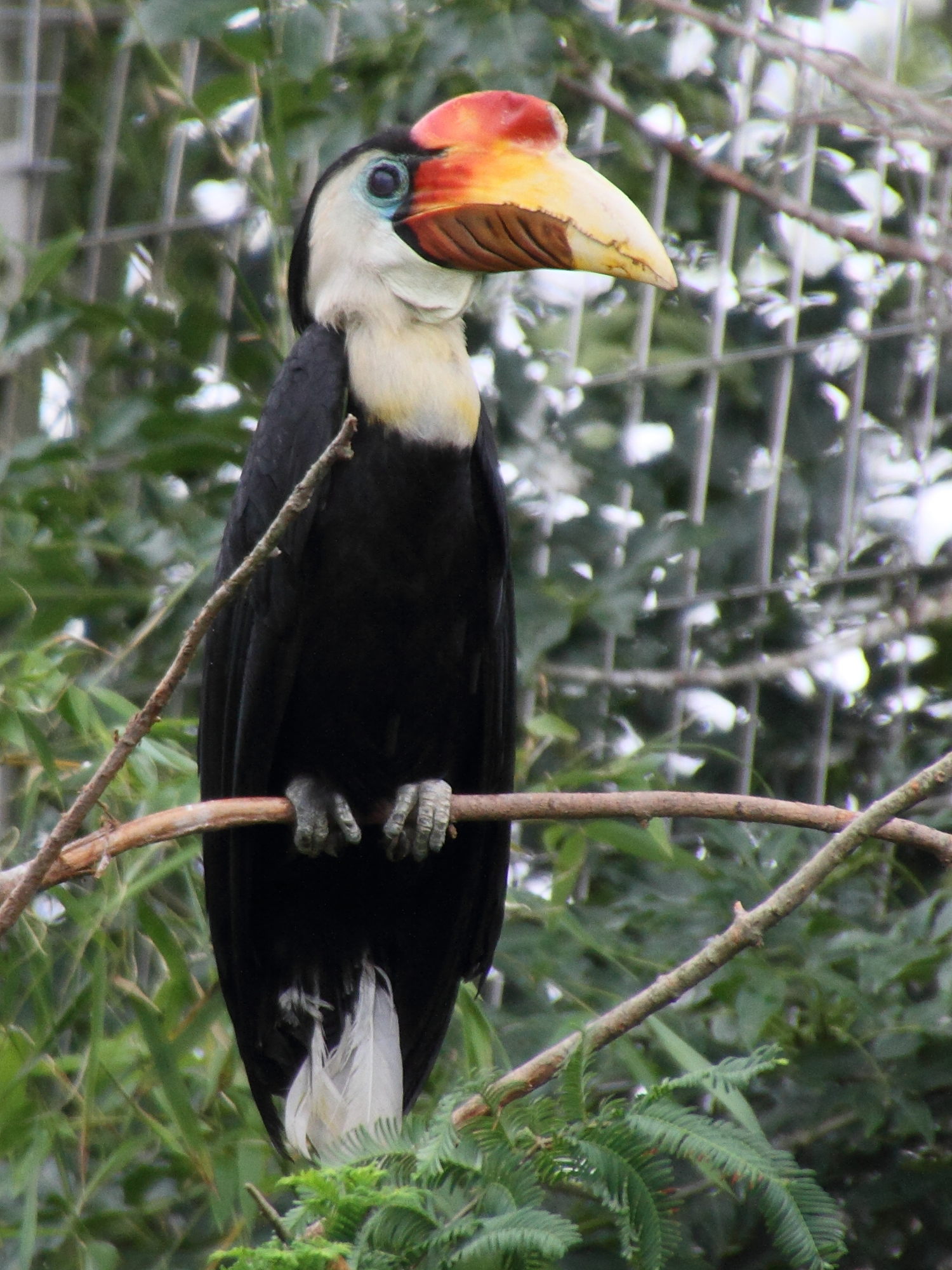 calao_a_casque_rouge_-_rhyticeros_corrugatus1md