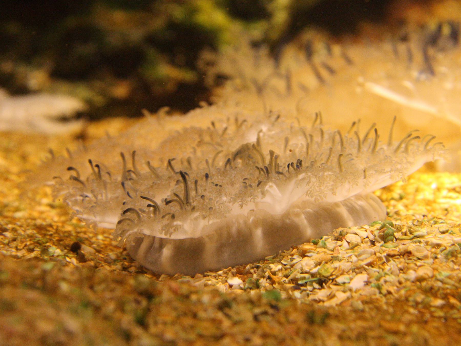 cassiopea_frondosa2sd