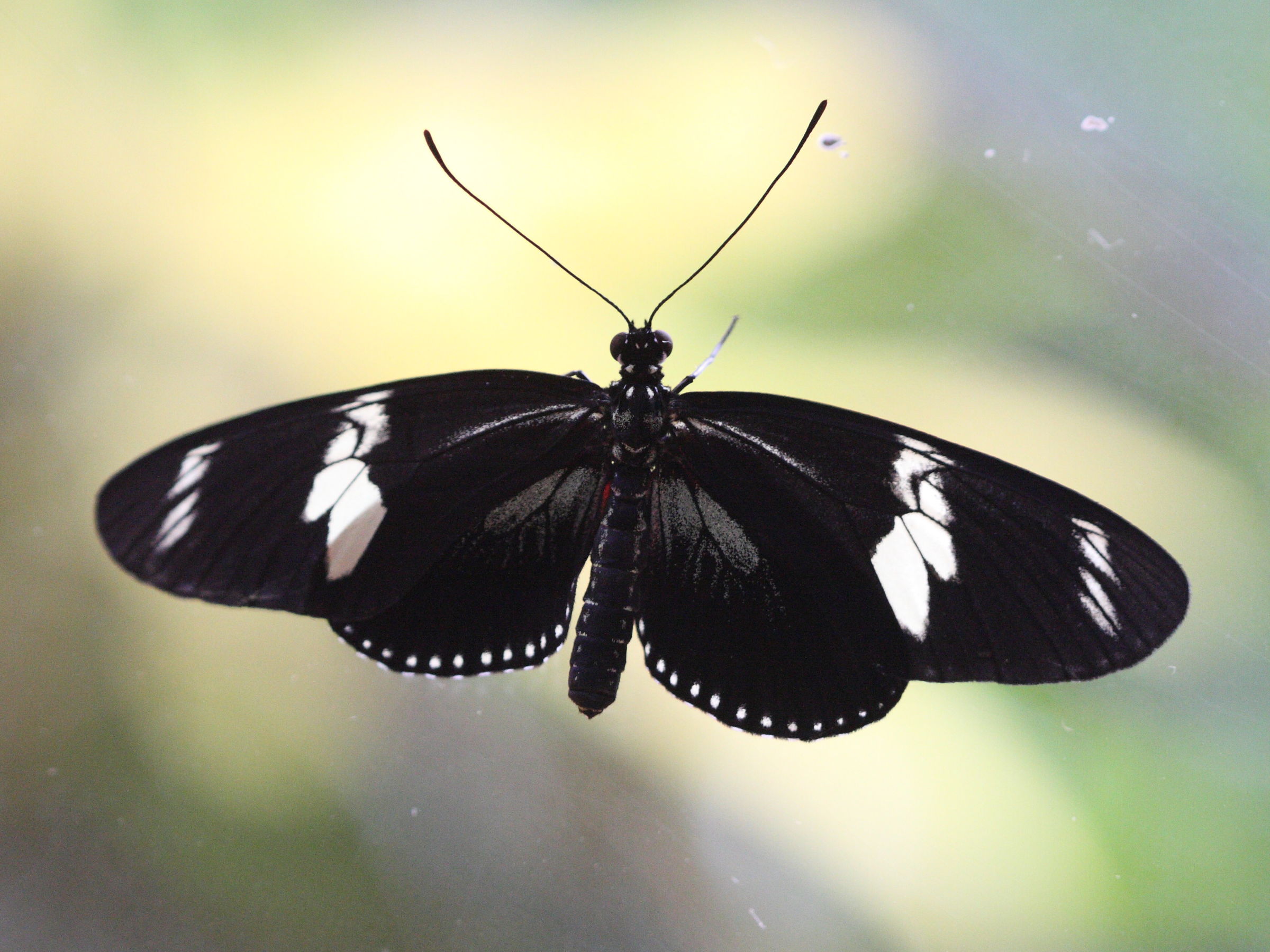 catonephele_numilia3bd