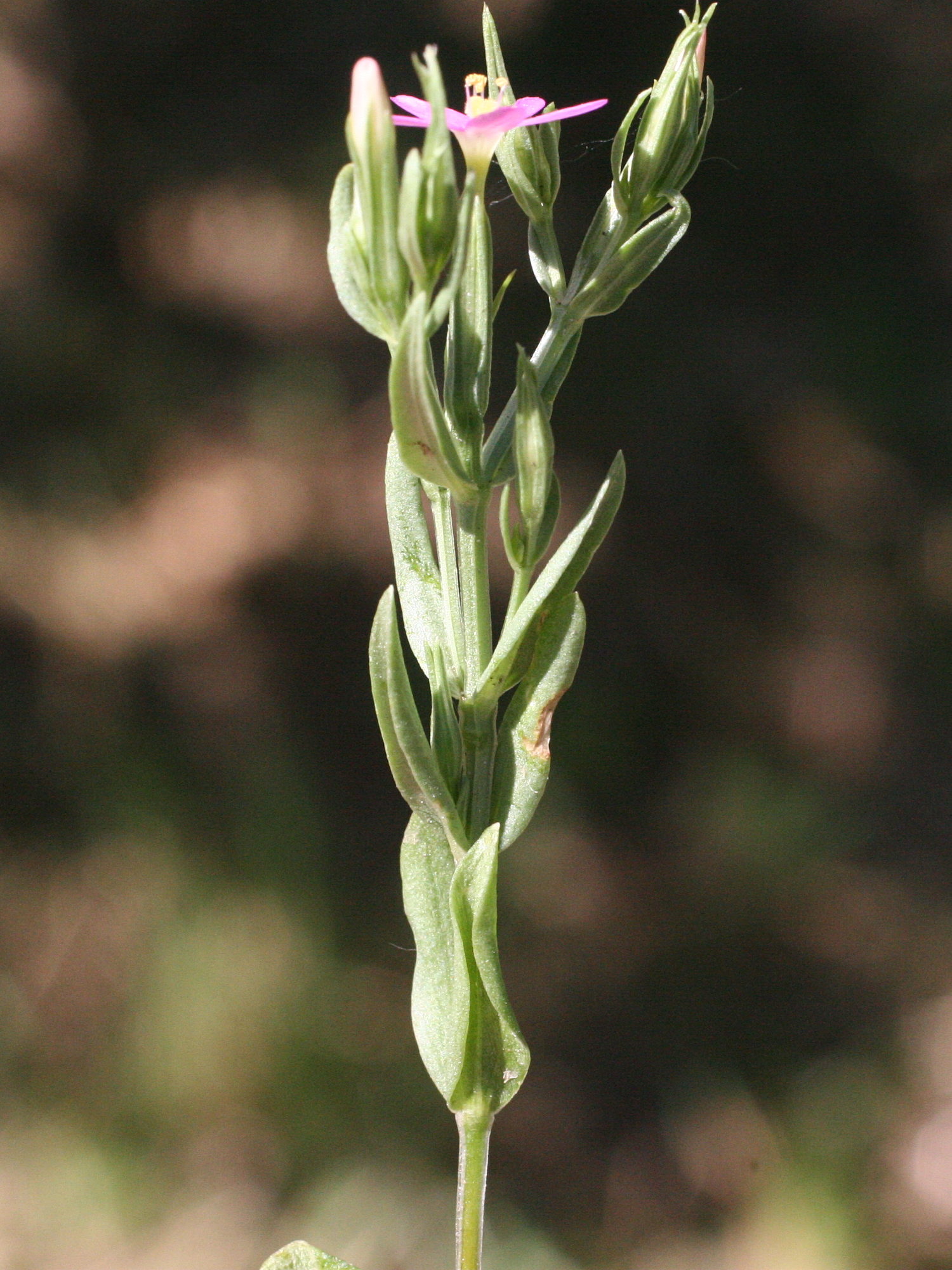 centaurium_erythraea7amd