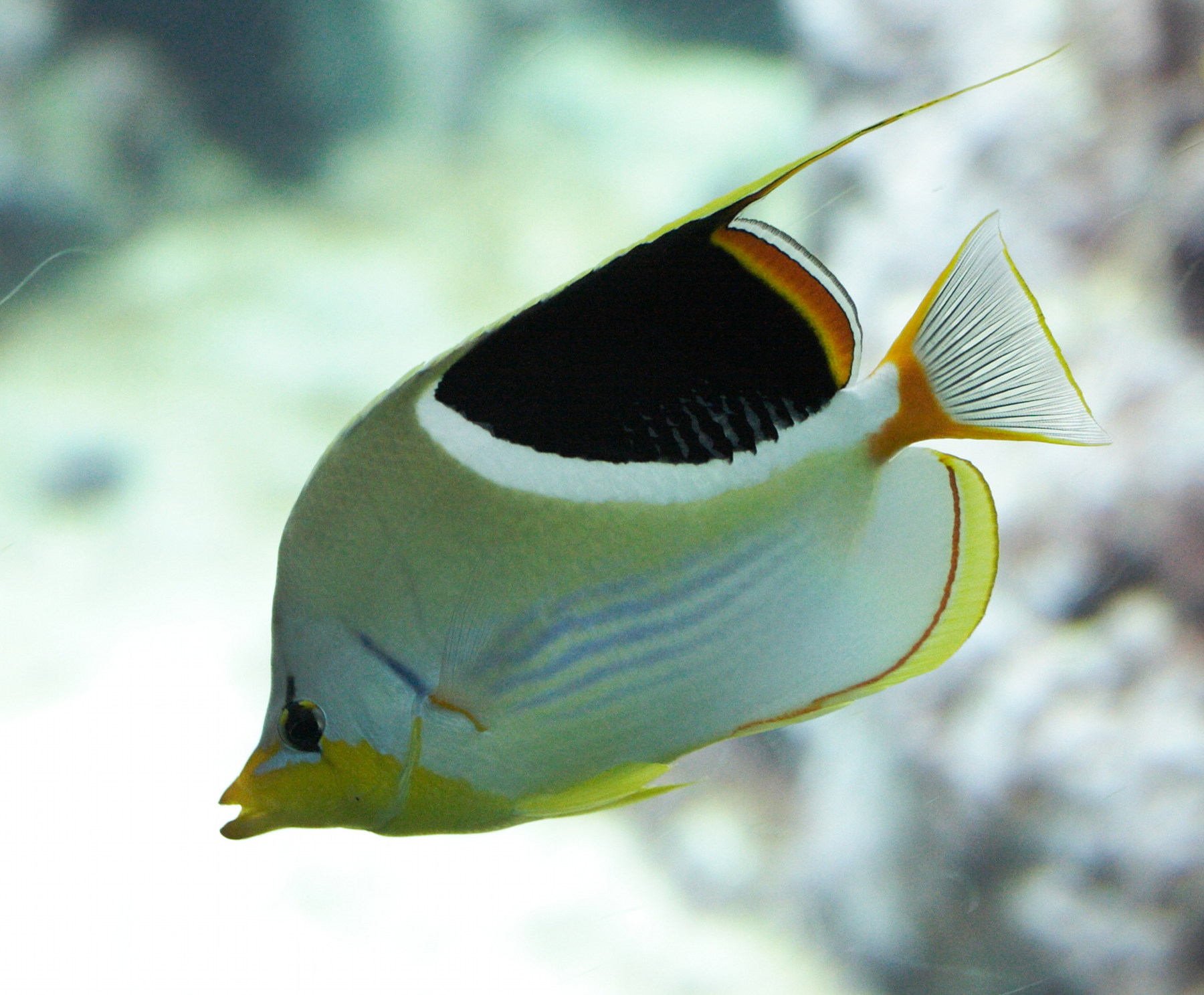 Afficher le média chaetodon_ephippium1md chaetodon_ephippium1md