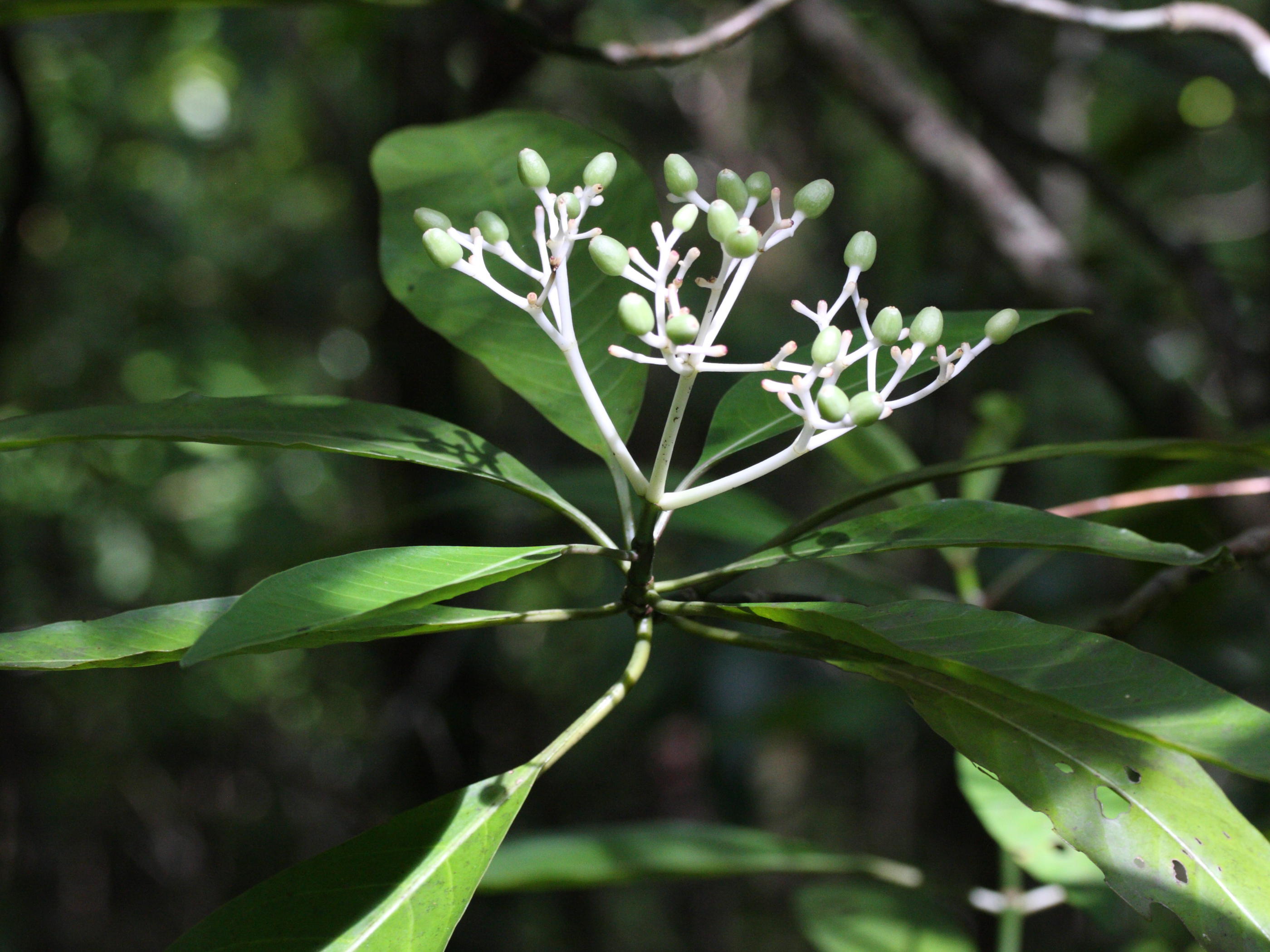 chassalia_corallioides4md