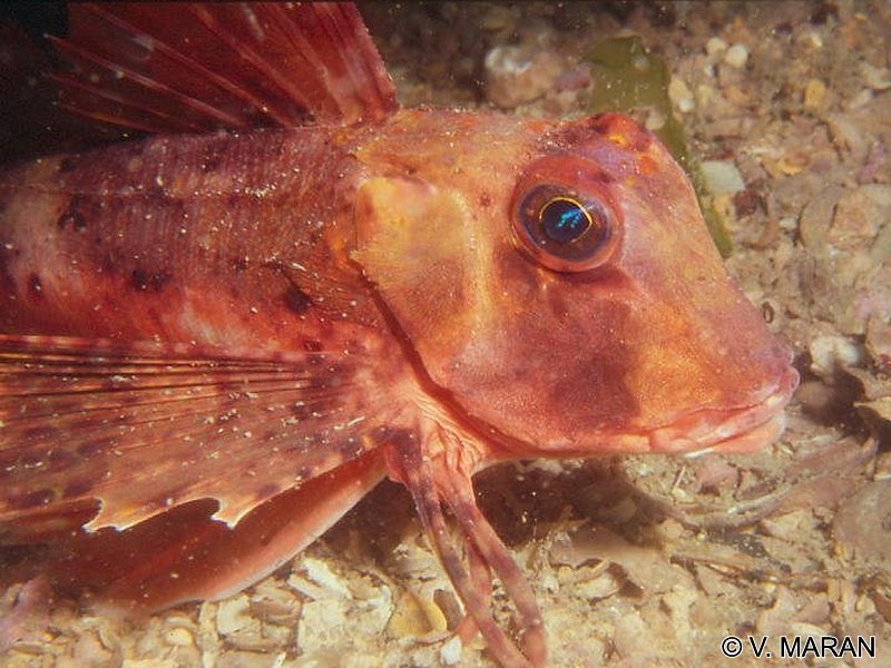 Chelidonichthys_lucerna