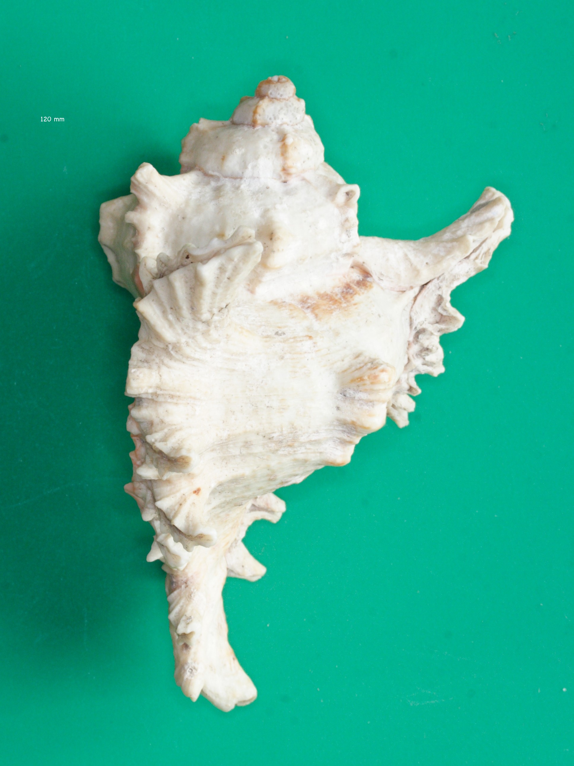 chicoreus_ramosus2md