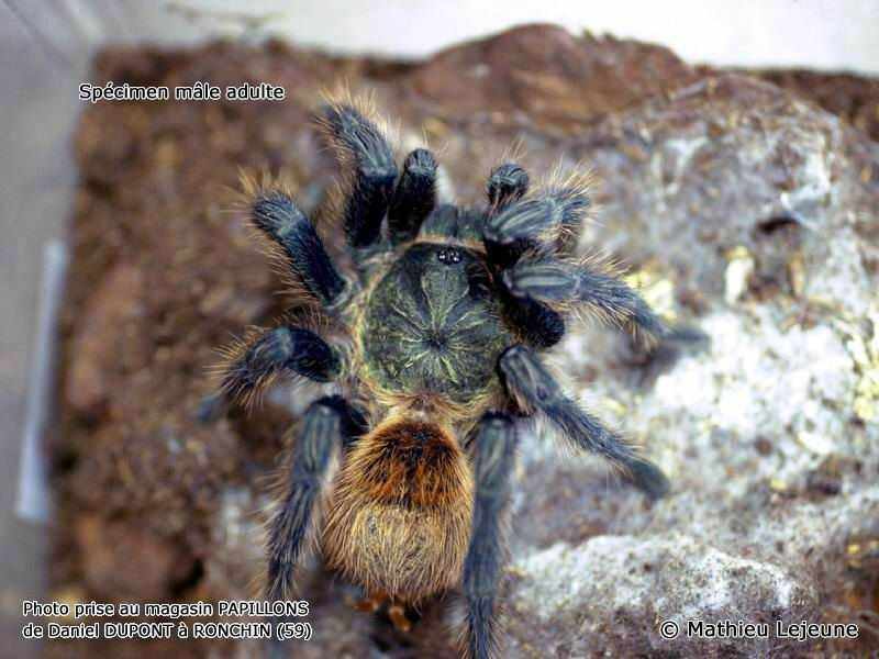 chromatopelma_cyanopubescens1ml