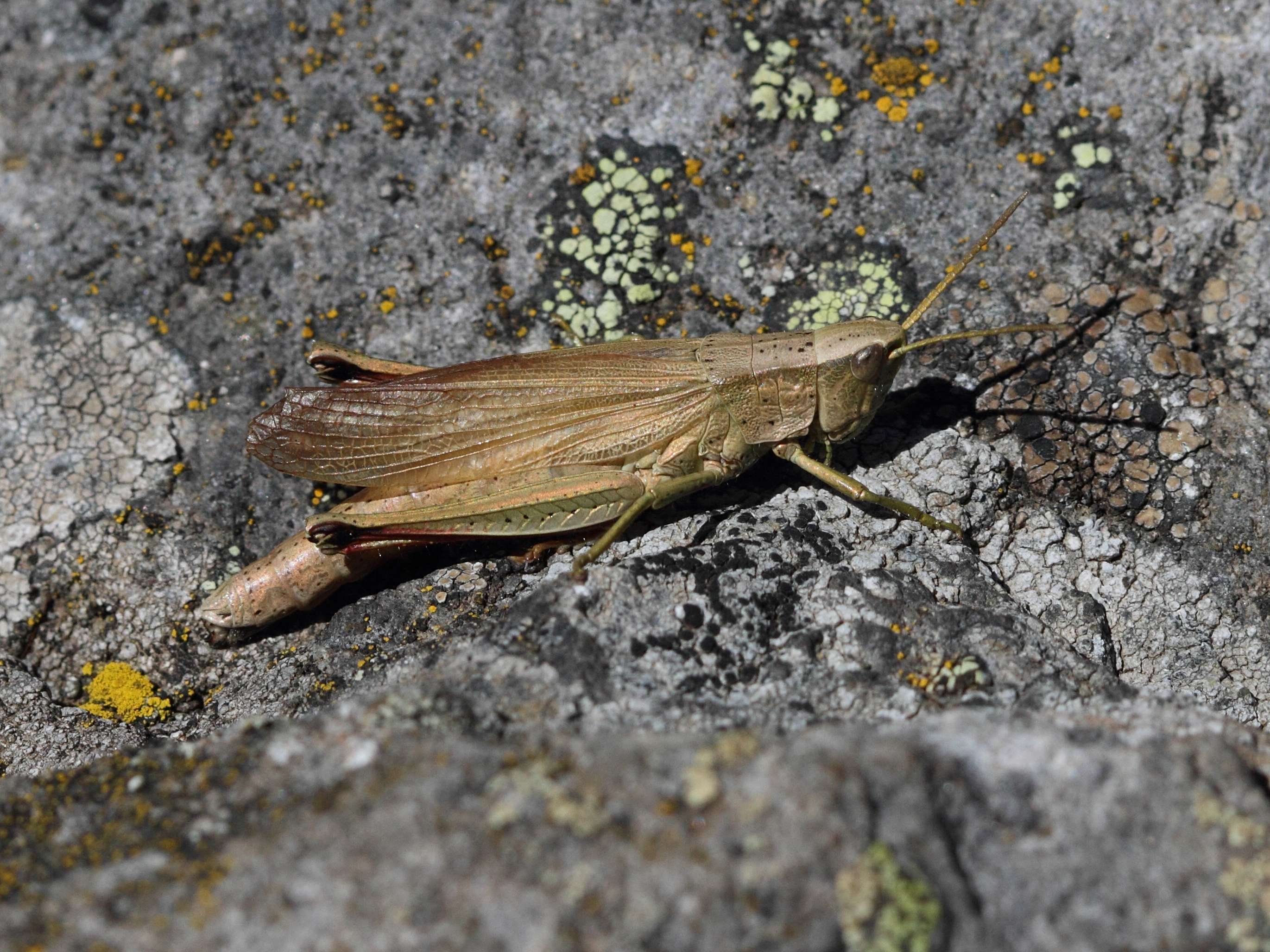 chrysochraon_dispar5bd