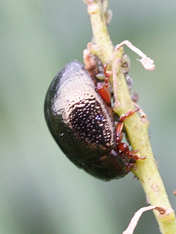 chrysolina_bankii1md