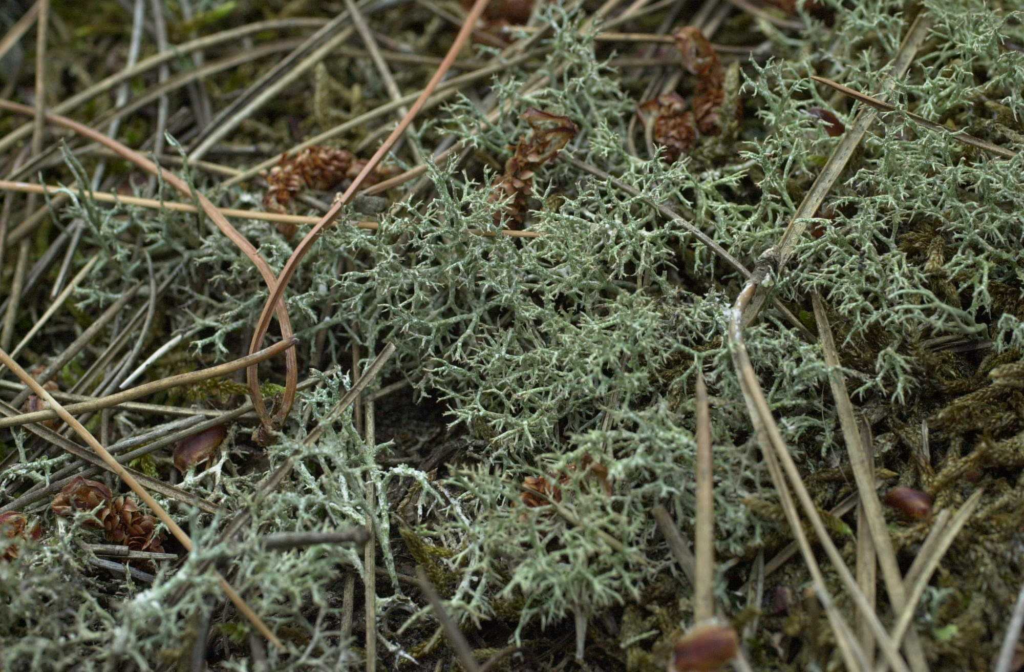cladonia_rangiformis1md
