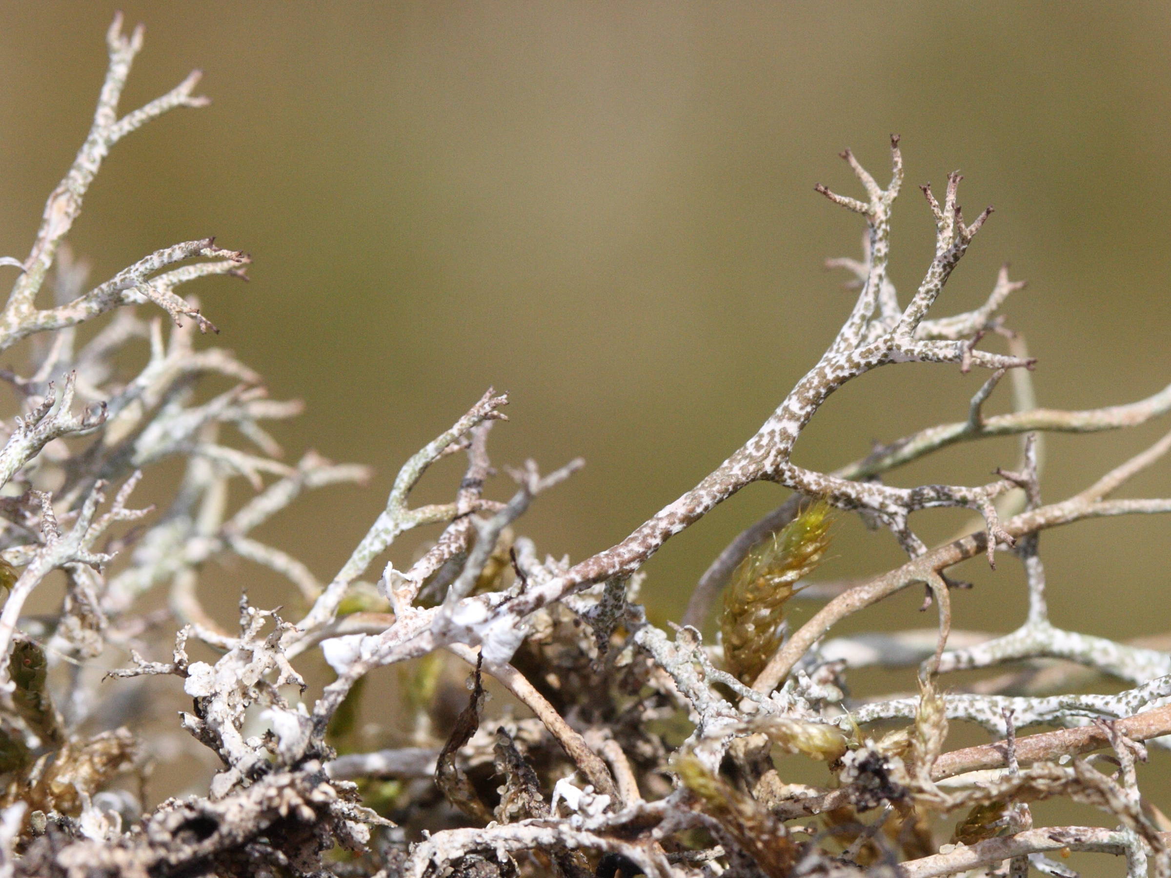 cladonia_rangiformis2md