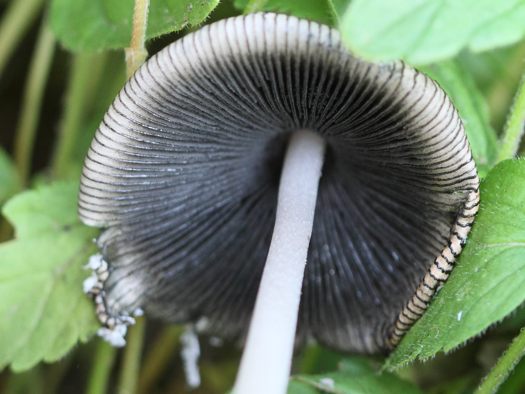 coprinopsis_niveus2bd
