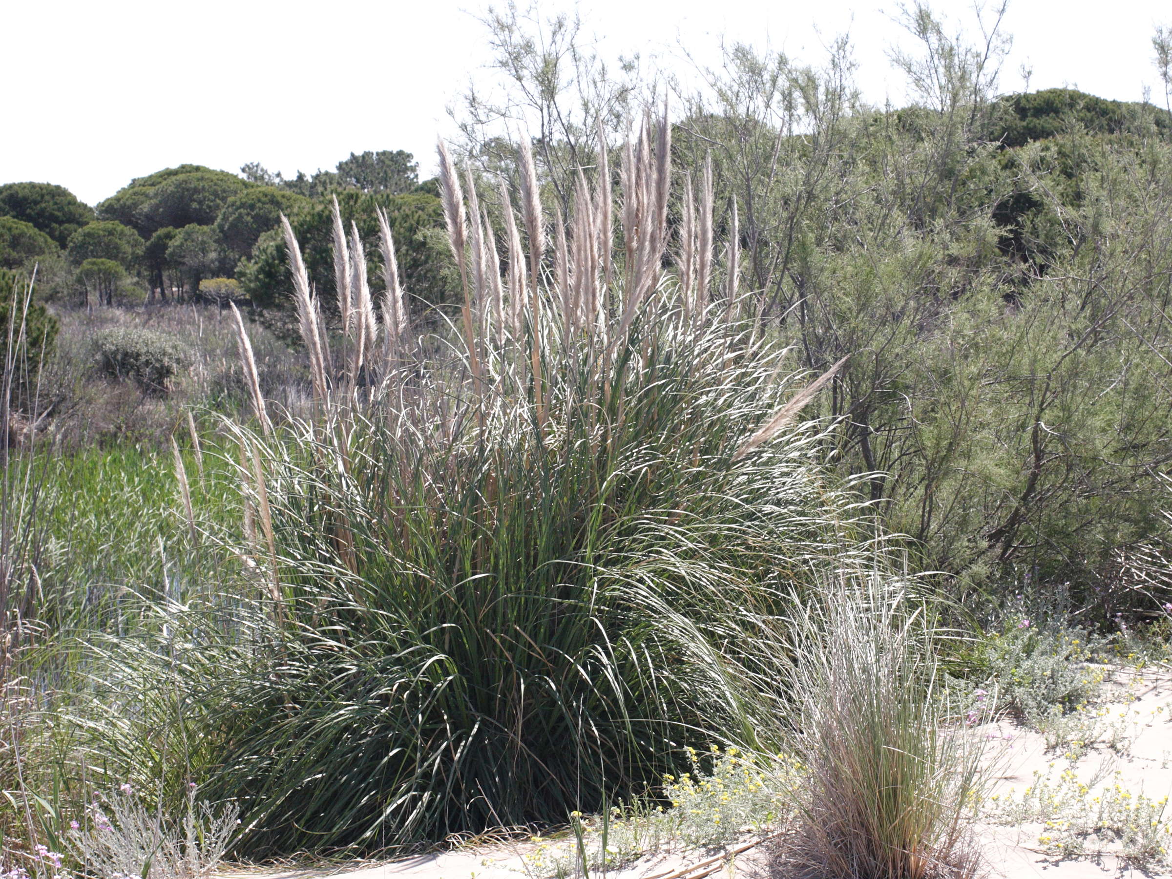 cortaderia_selloana1md