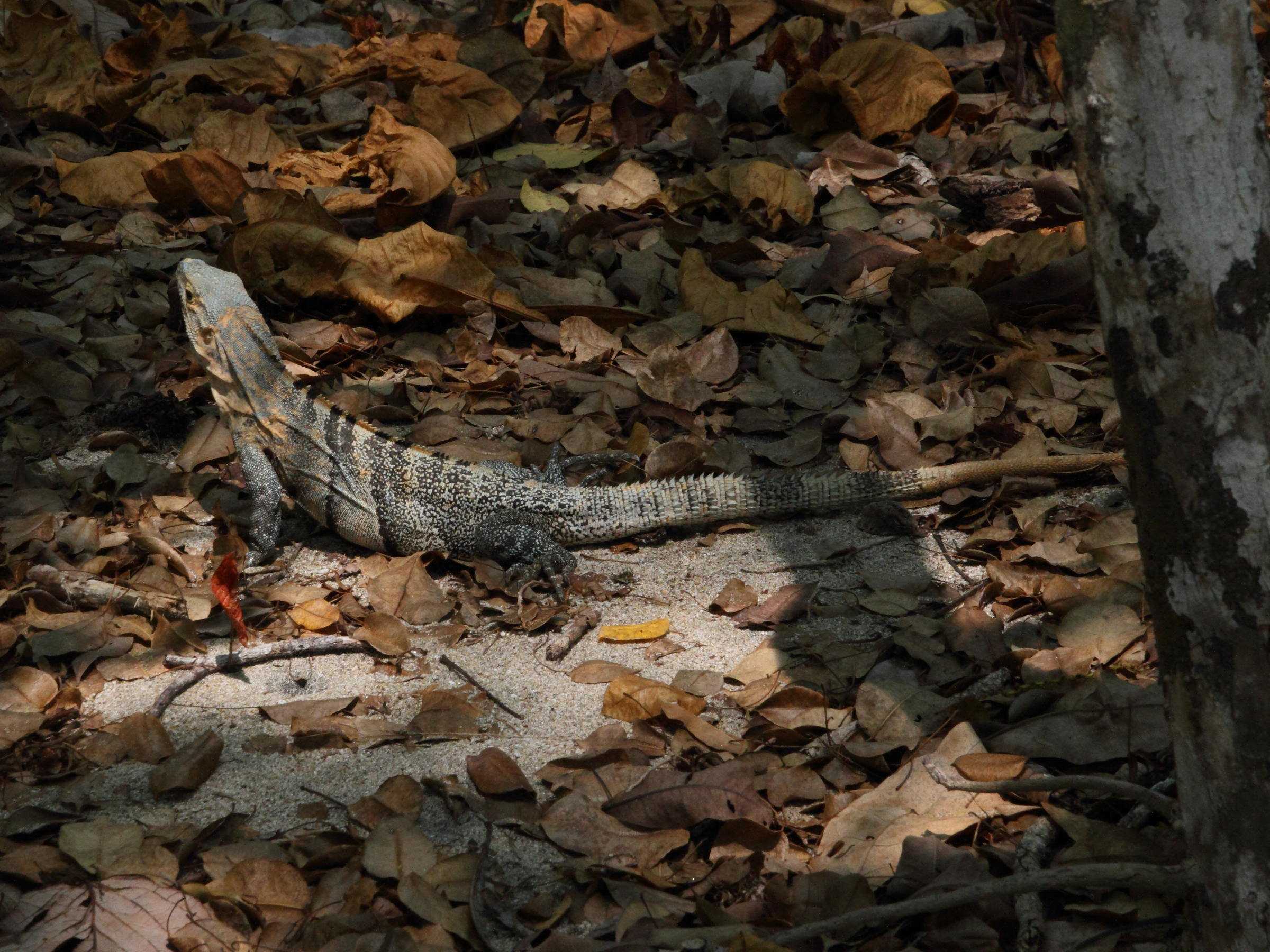 ctenosaura_similis2md