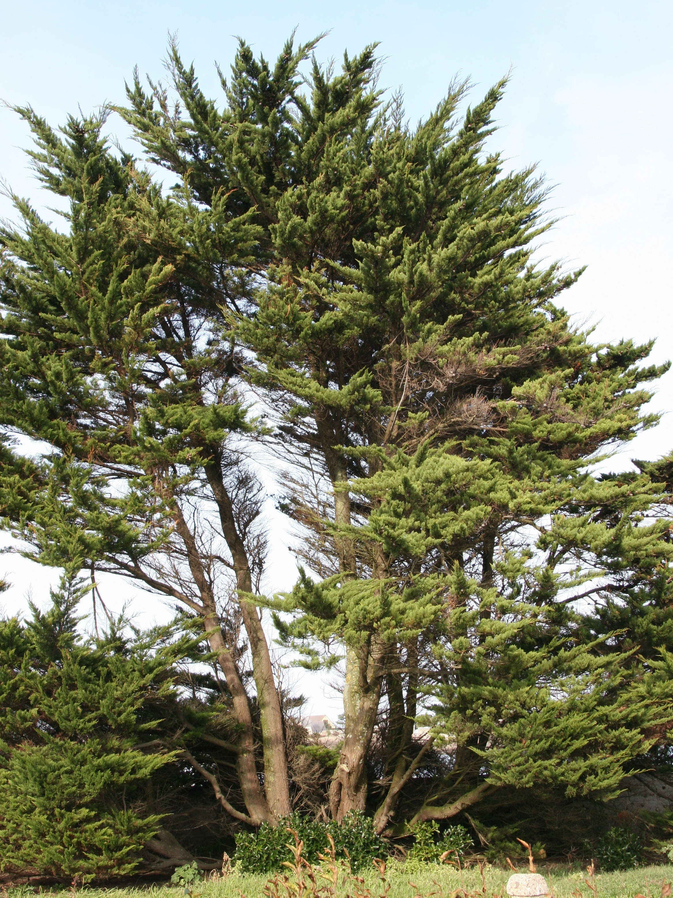 Afficher le média cupressus_macrocarpa1md cupressus_macrocarpa1md