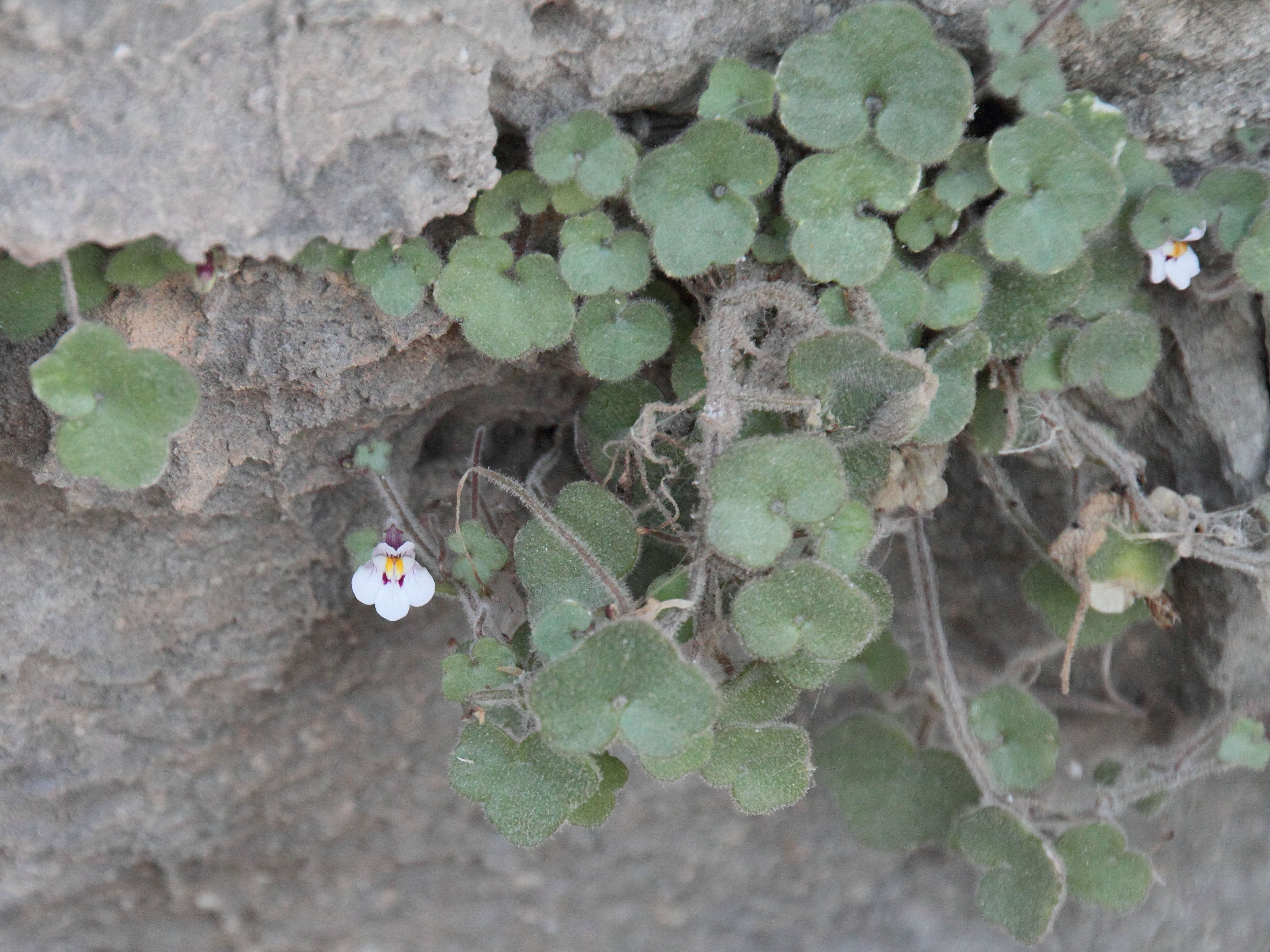 cymbalaria_microcalyx1bd