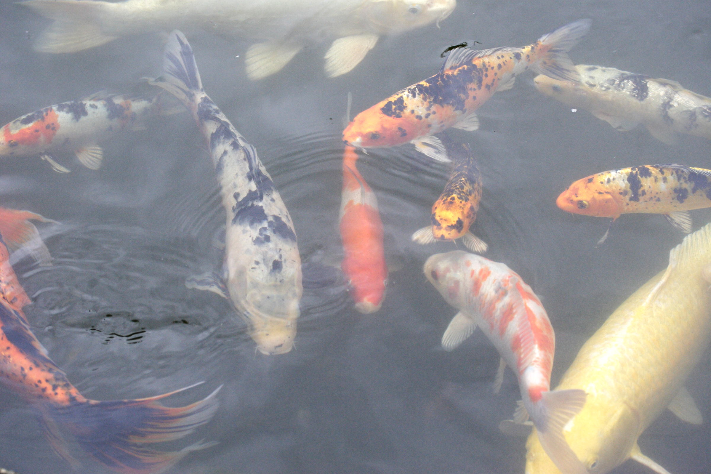 cyprinus_carpio_koi2md