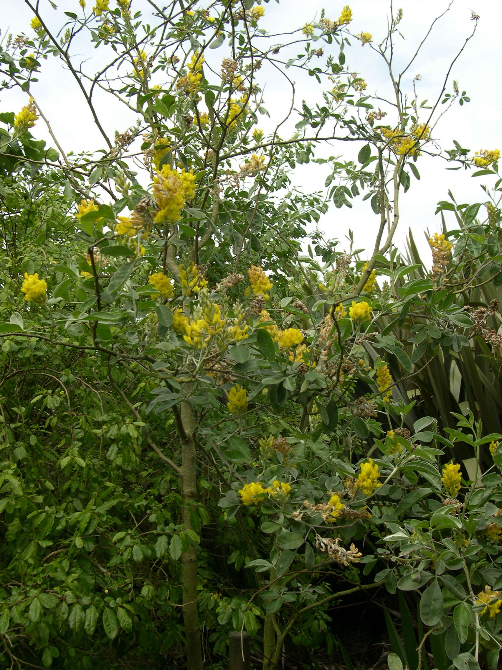 Afficher le média cytisus_battandieri1md cytisus_battandieri1md