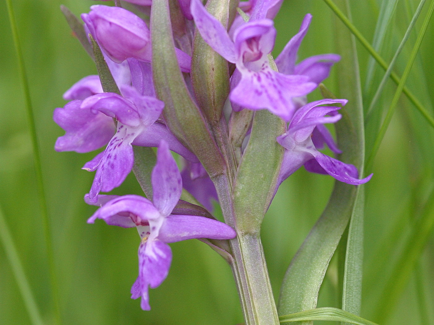 Afficher le média Dactylorhiza_praetermissa Dactylorhiza_praetermissa