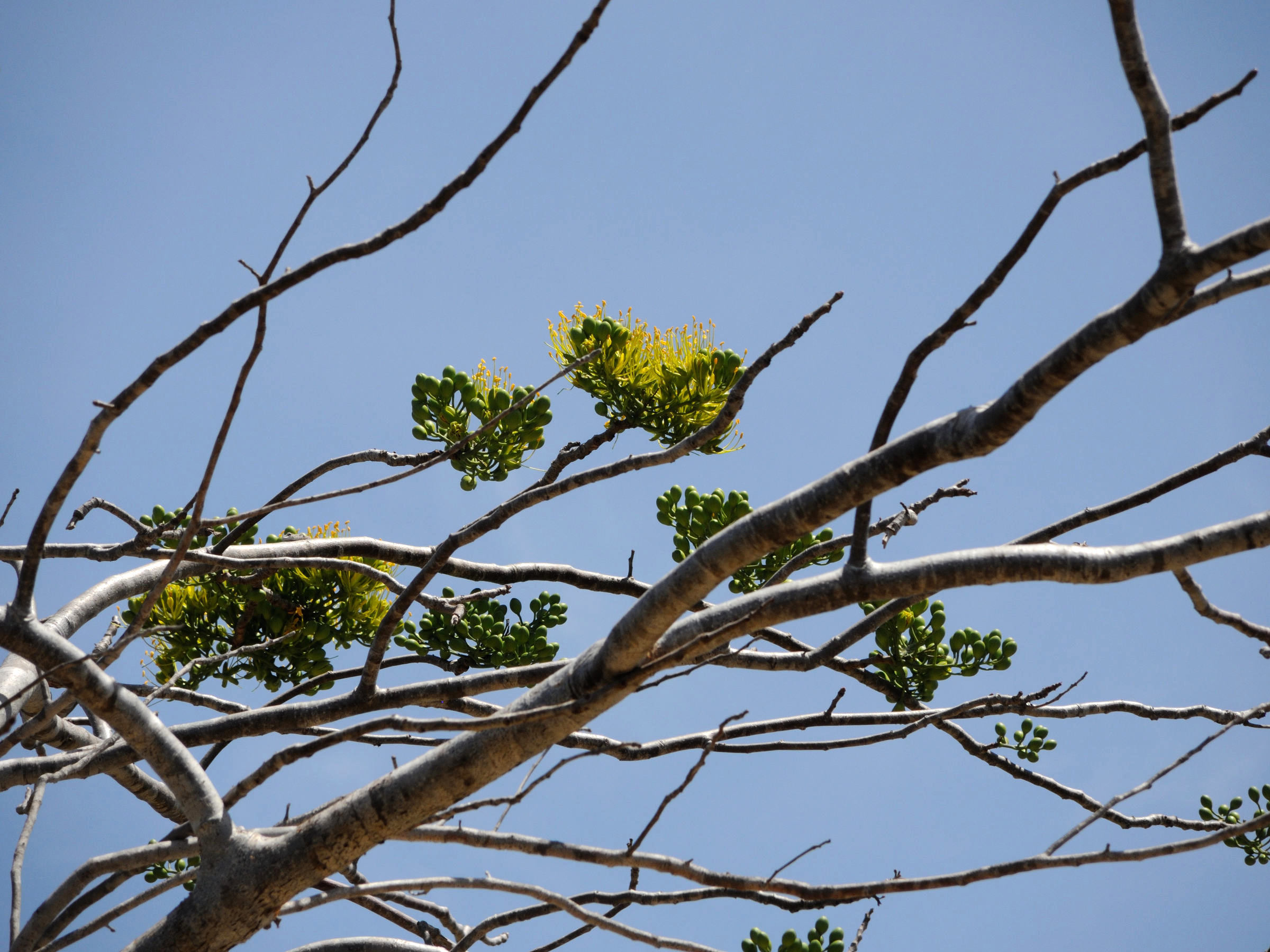 delonix_floribunda1md