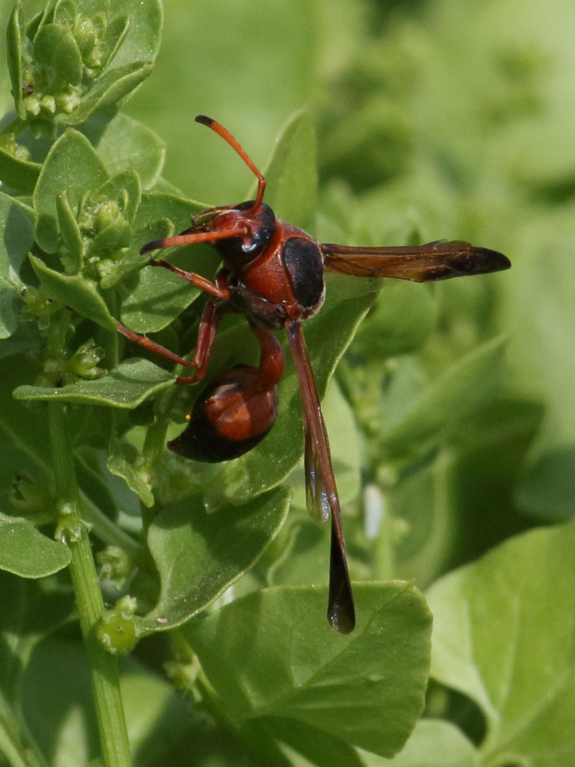 delta_dimidiatipenne2bd