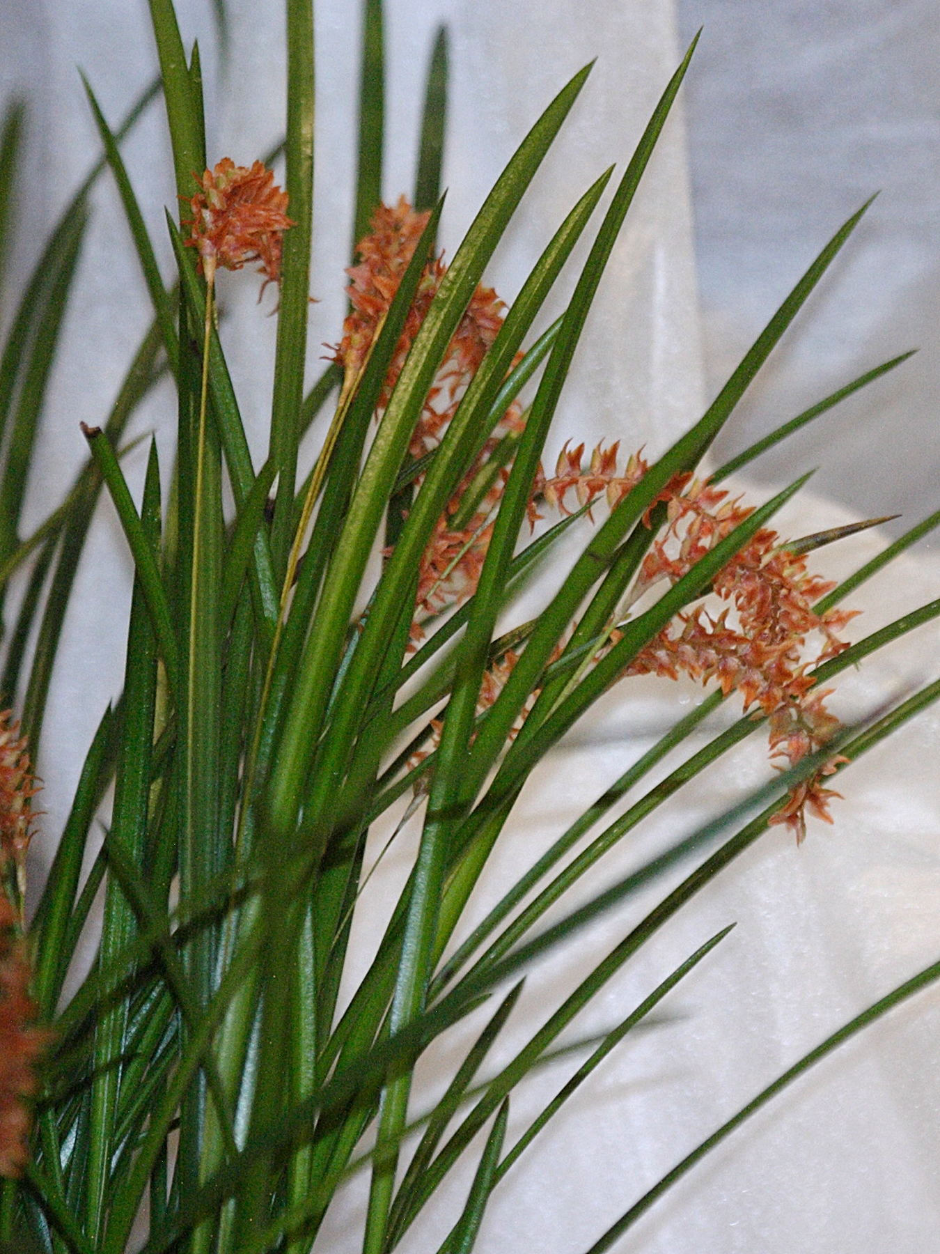 Dendrochilum_wenzelii
