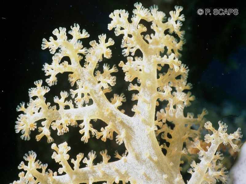 dendronephthya_sp1ps