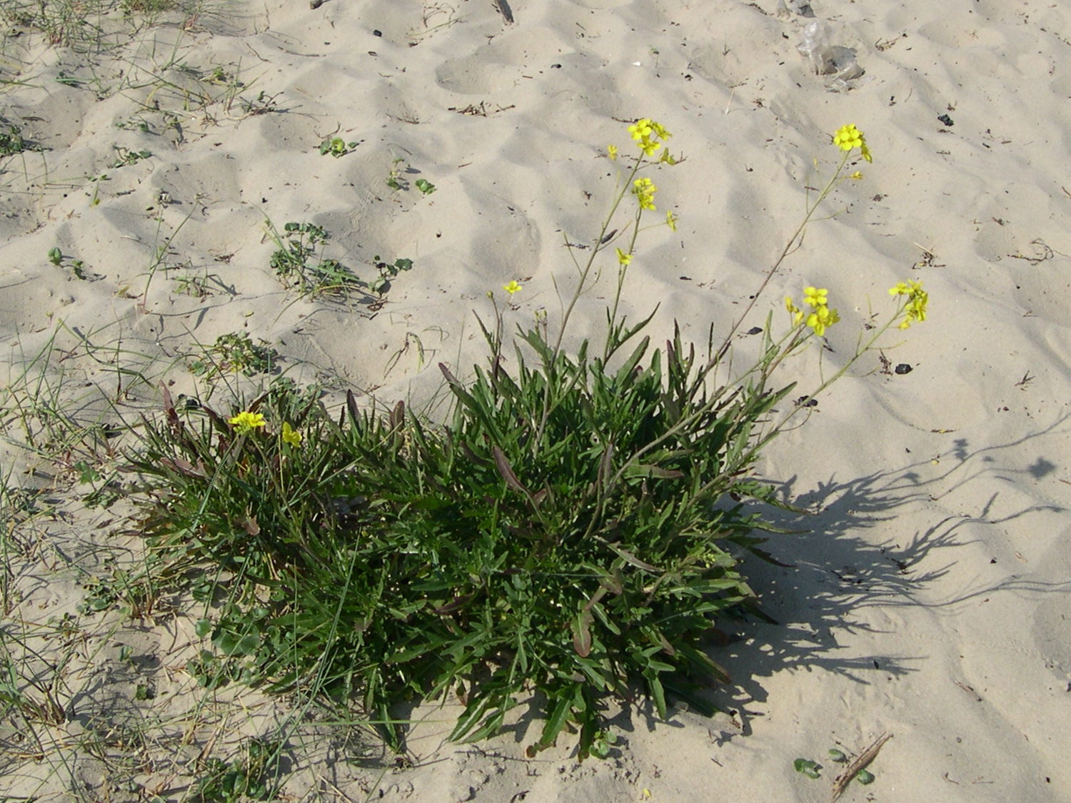 diplotaxis_tenuifolia1bmd