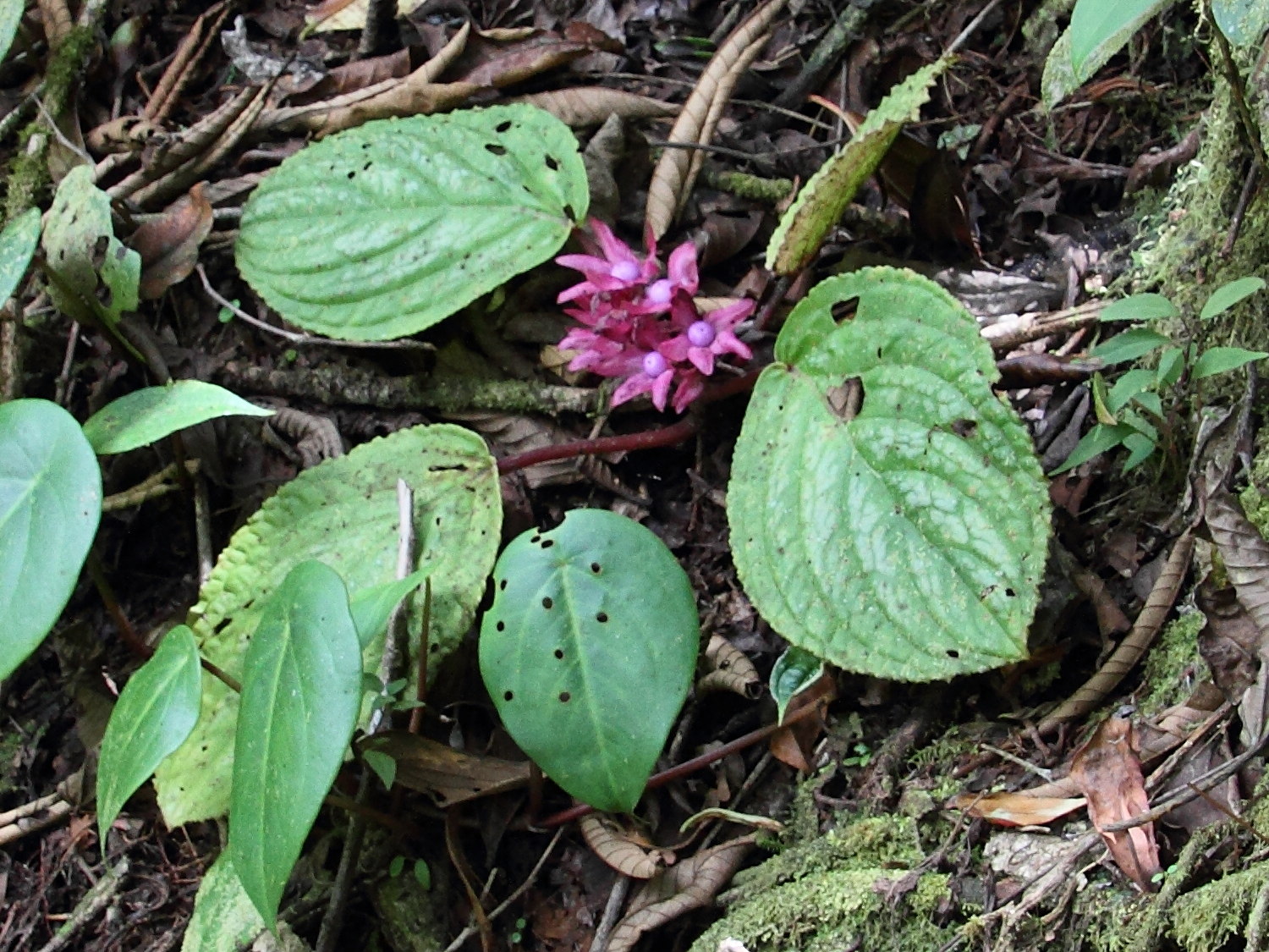 drymonia_turrialvae1md