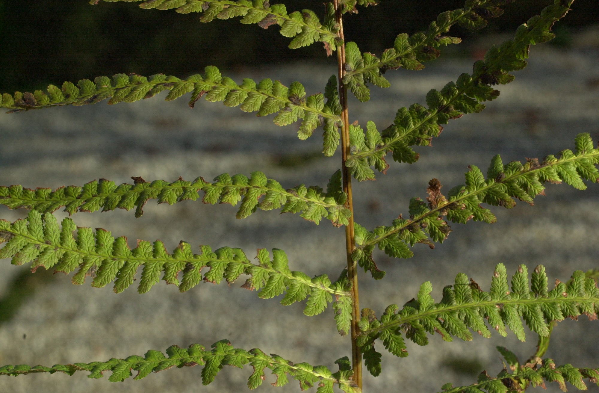 Dryopteris_Filix-mas