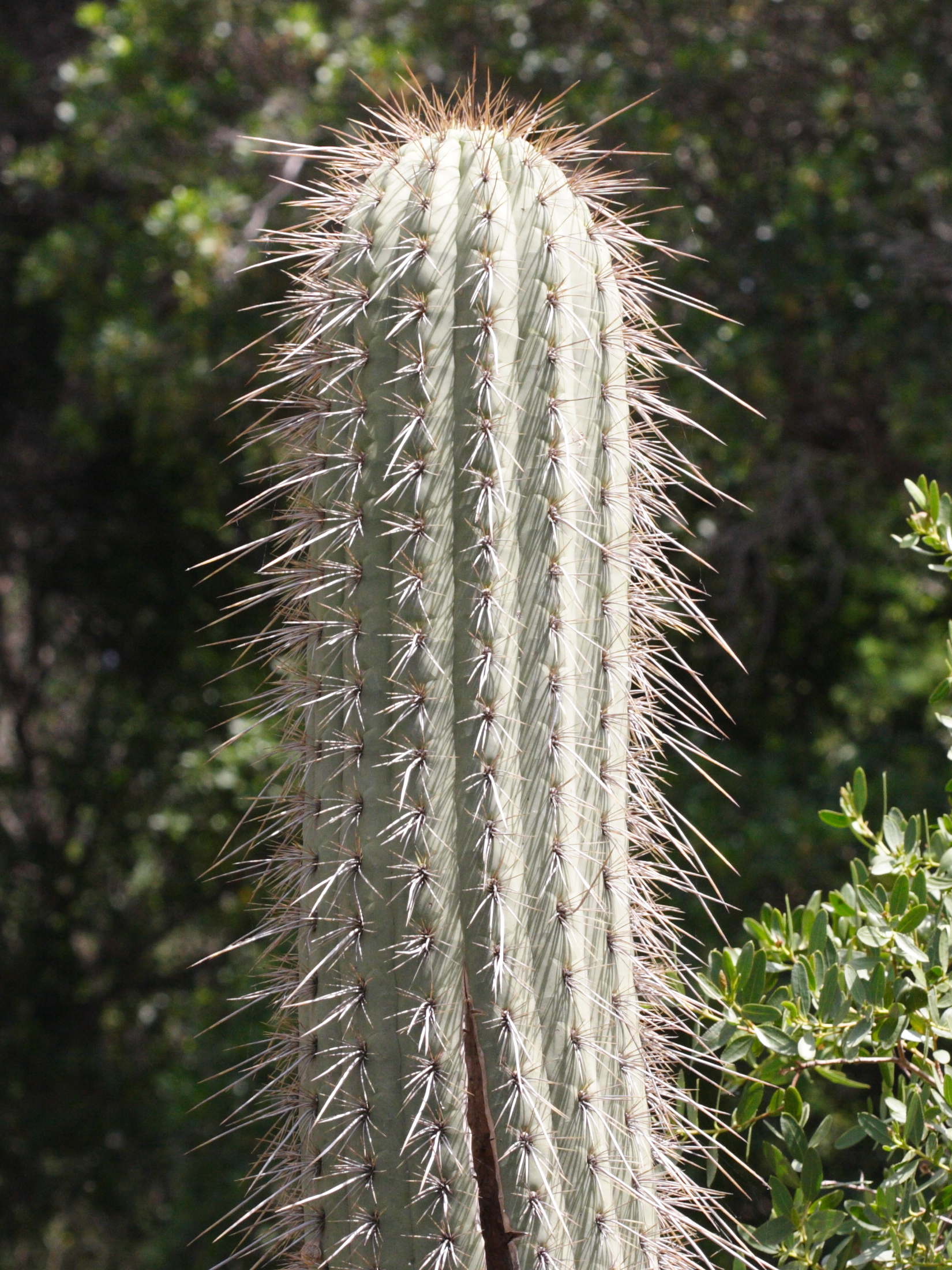 echinopsis_chilensis2md