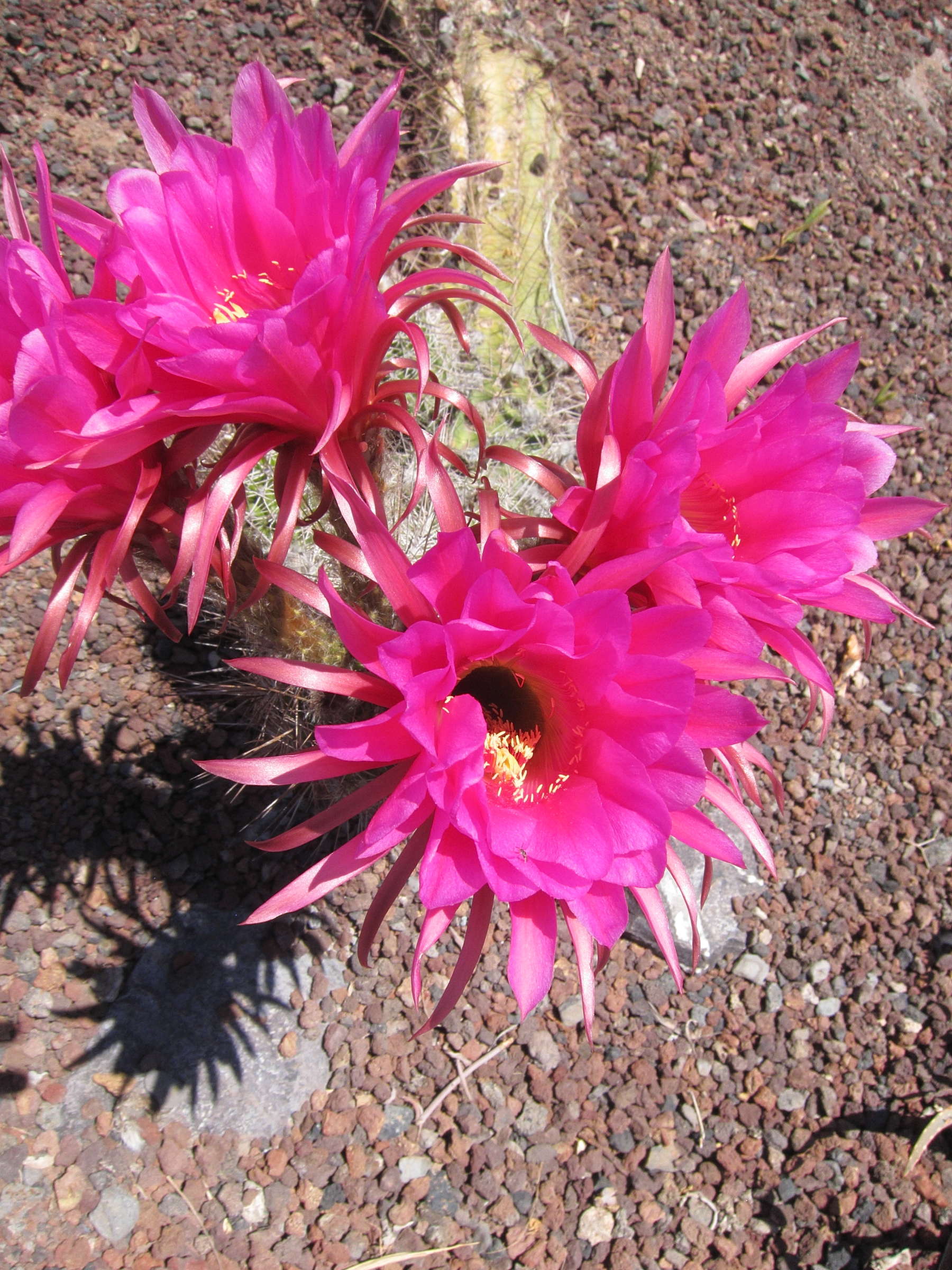 Afficher le média echinopsis_huascha2bd echinopsis_huascha2bd