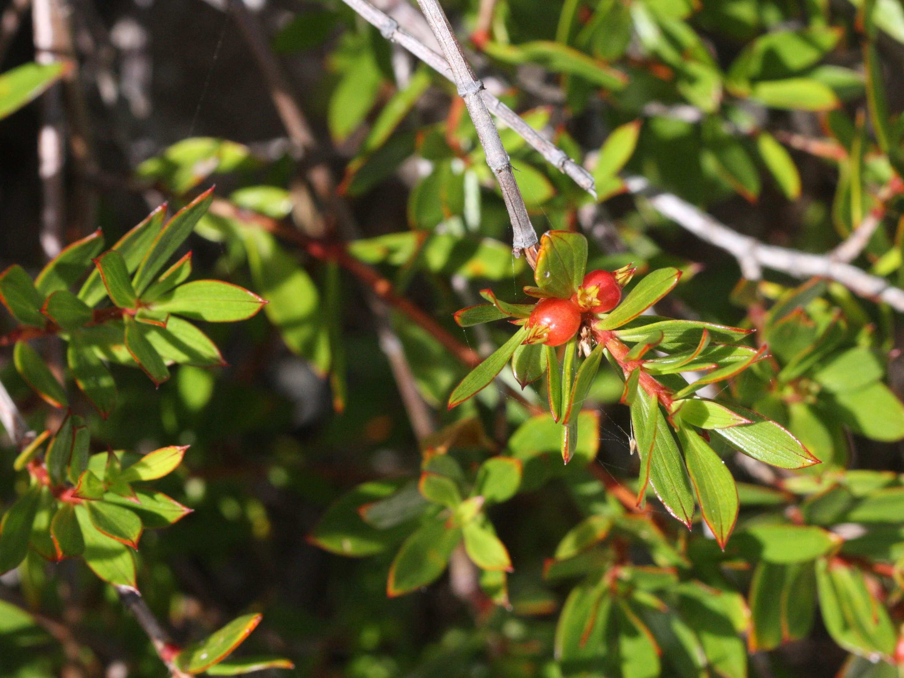 ernodea_littoralis1md