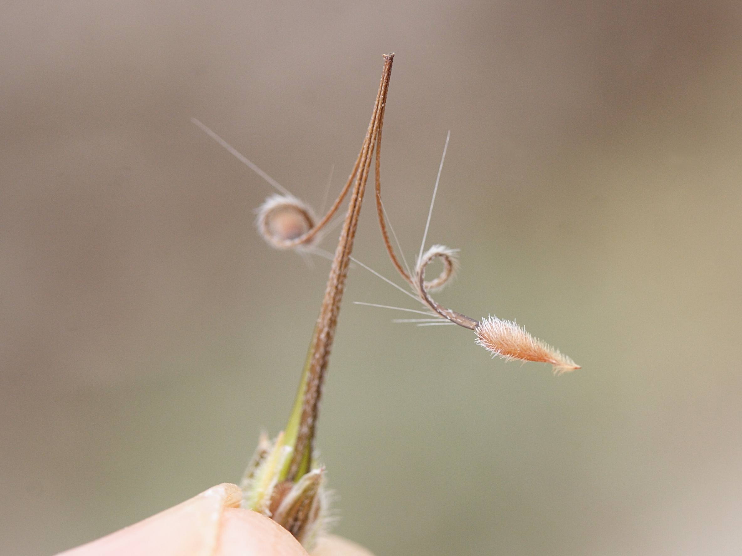 erodium_cicutarium_dunense2md
