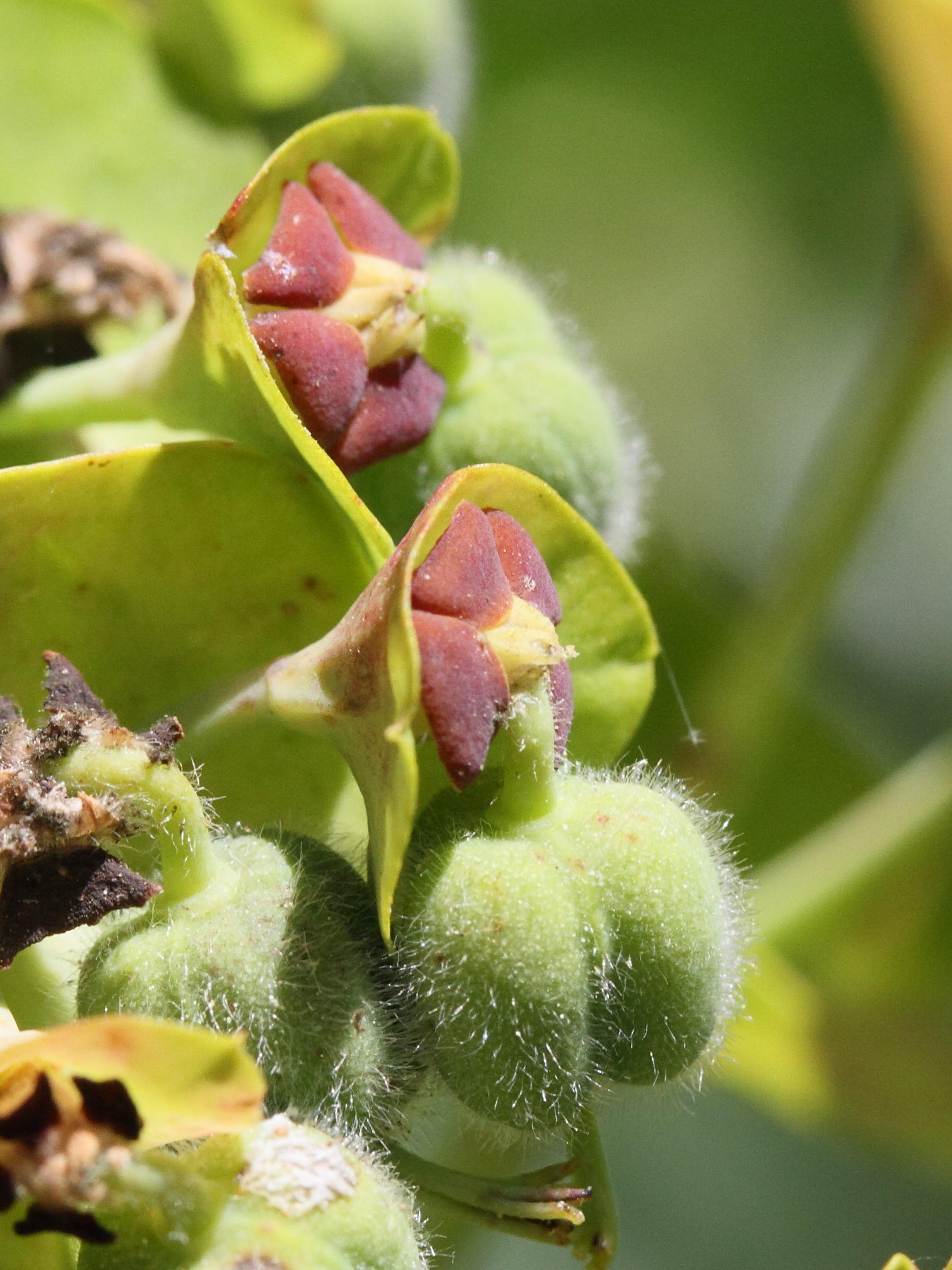 Afficher le média euphorbia_characias5md euphorbia_characias5md