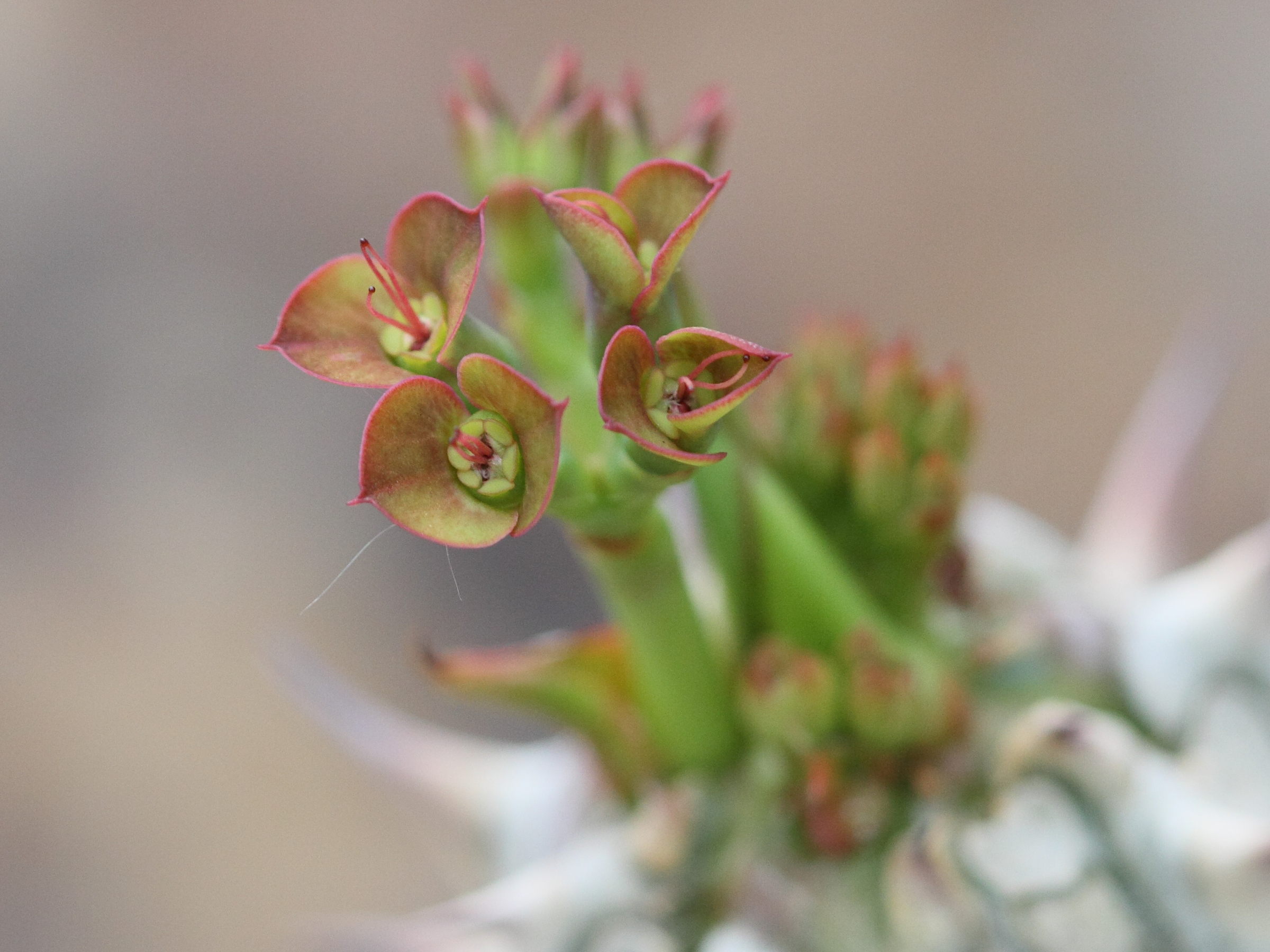 Afficher le média euphorbia_horombensis2bd euphorbia_horombensis2bd