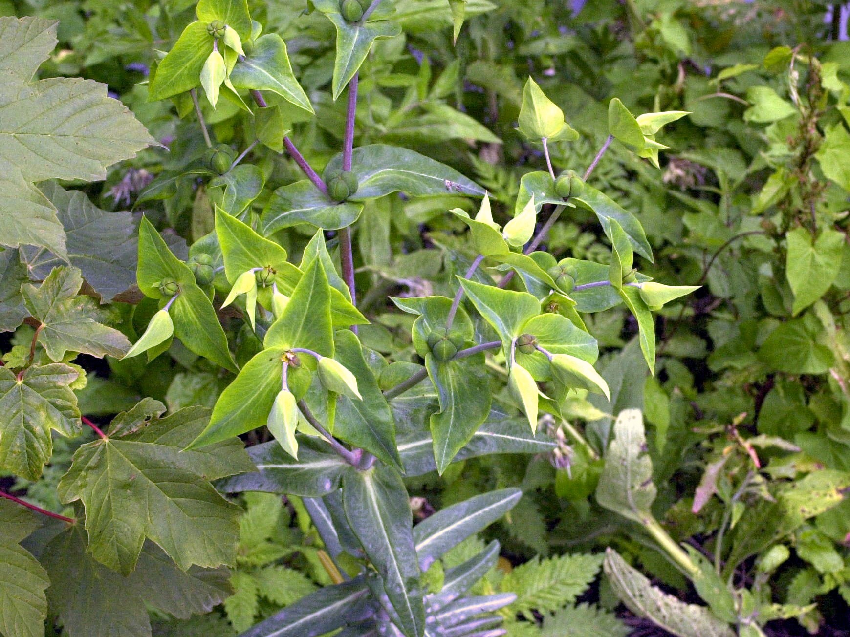 Afficher le média euphorbia_lathyris2md euphorbia_lathyris2md