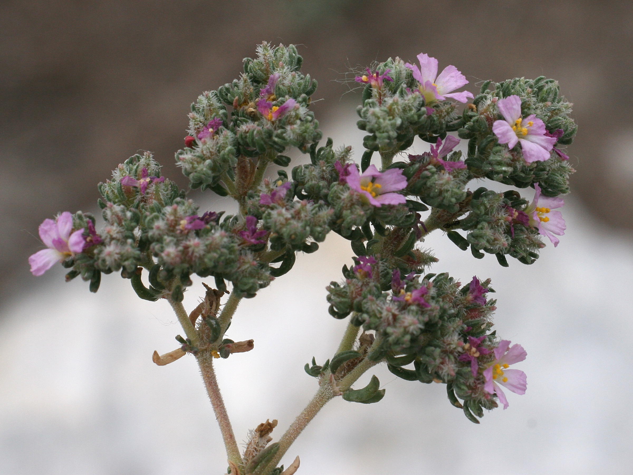 Afficher le média frankenia_hirsuta3md frankenia_hirsuta3md