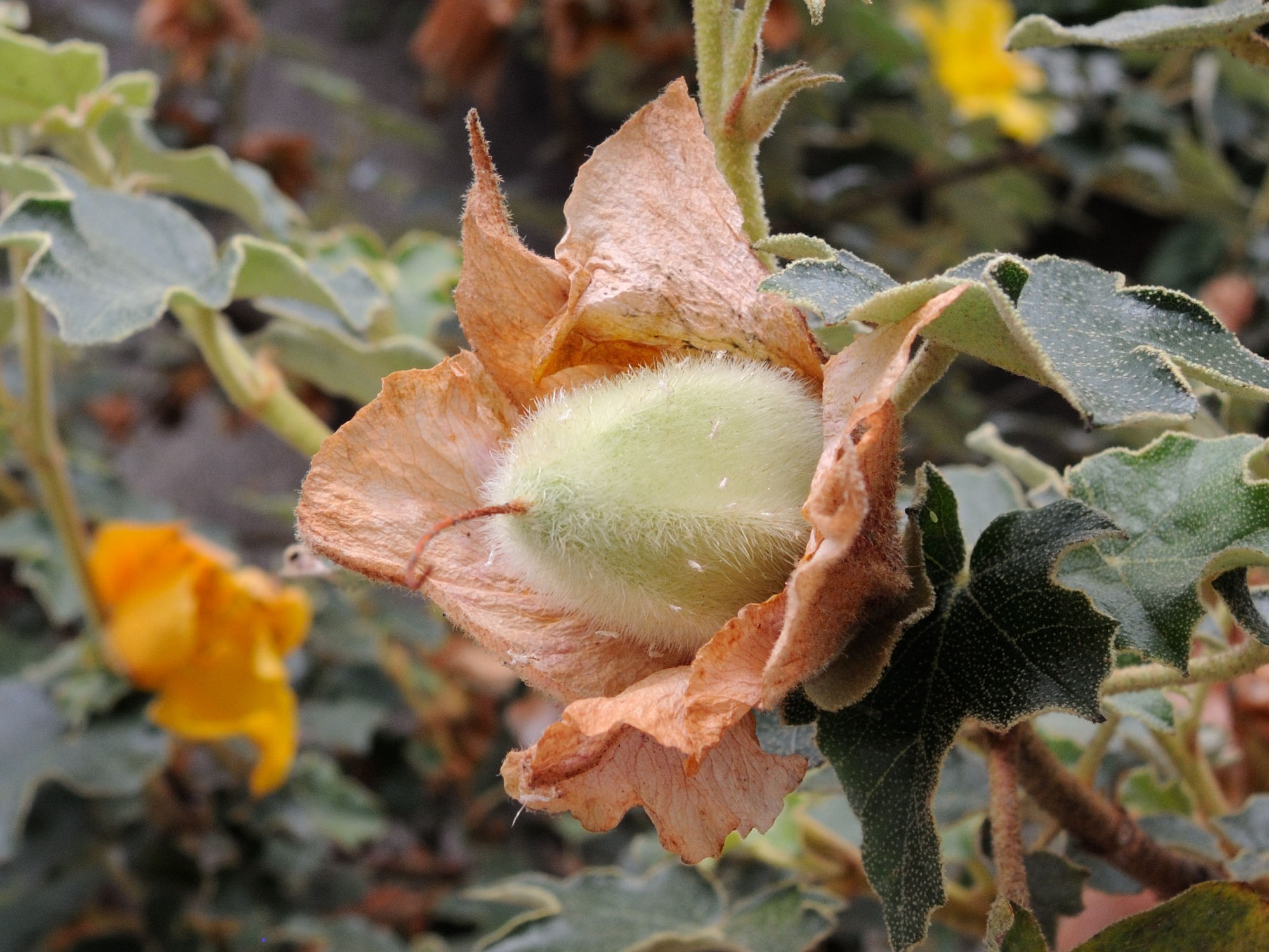 Afficher le média fremontodendron_californicum5amd fremontodendron_californicum5amd