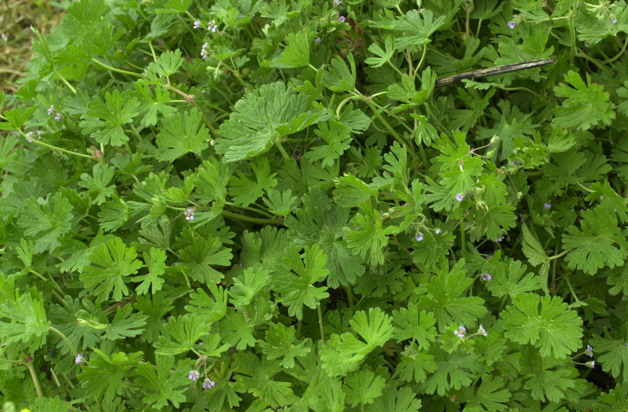 geranium_pusillum1md