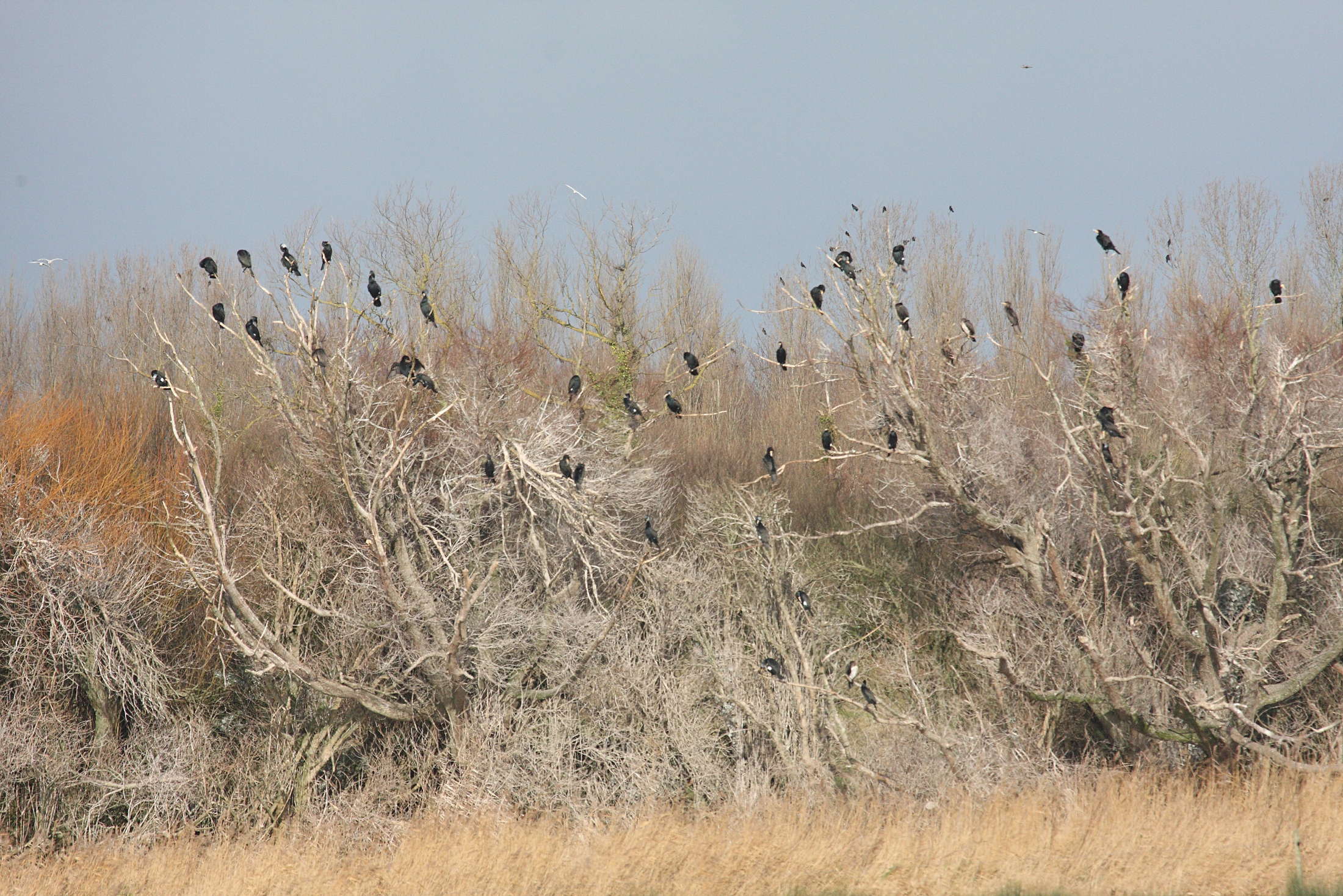 grand_cormoran_-_phalacrocorax_carbo4md