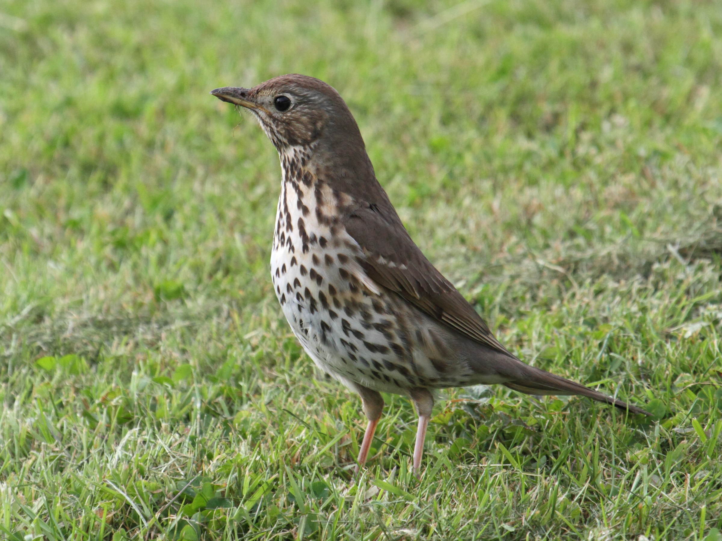 grive_musicienne_-_turdus_philomelos3bd