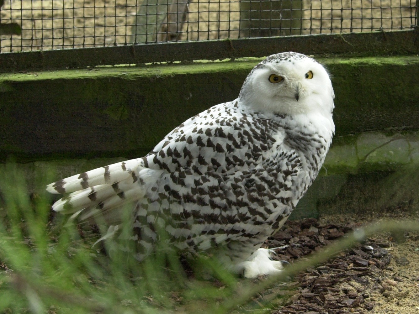 harfang_des_neiges_-_bubo_scandiacus4bd