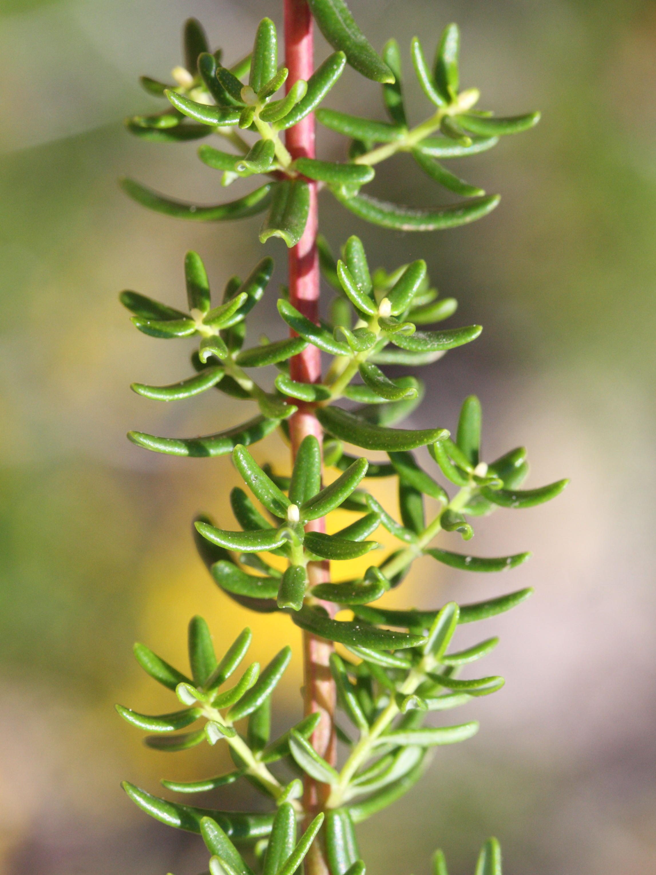 Afficher le média hypericum_empetrifolium3md hypericum_empetrifolium3md