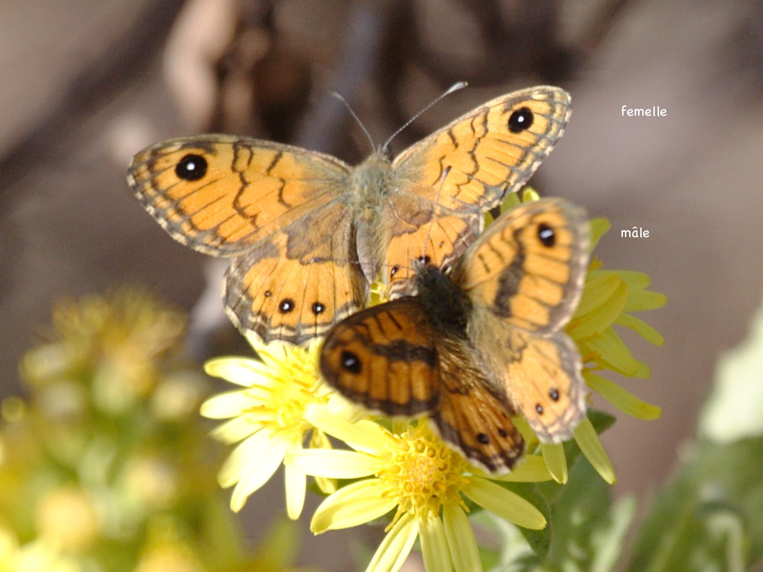 lasiommata_megera_paramegaera2bd