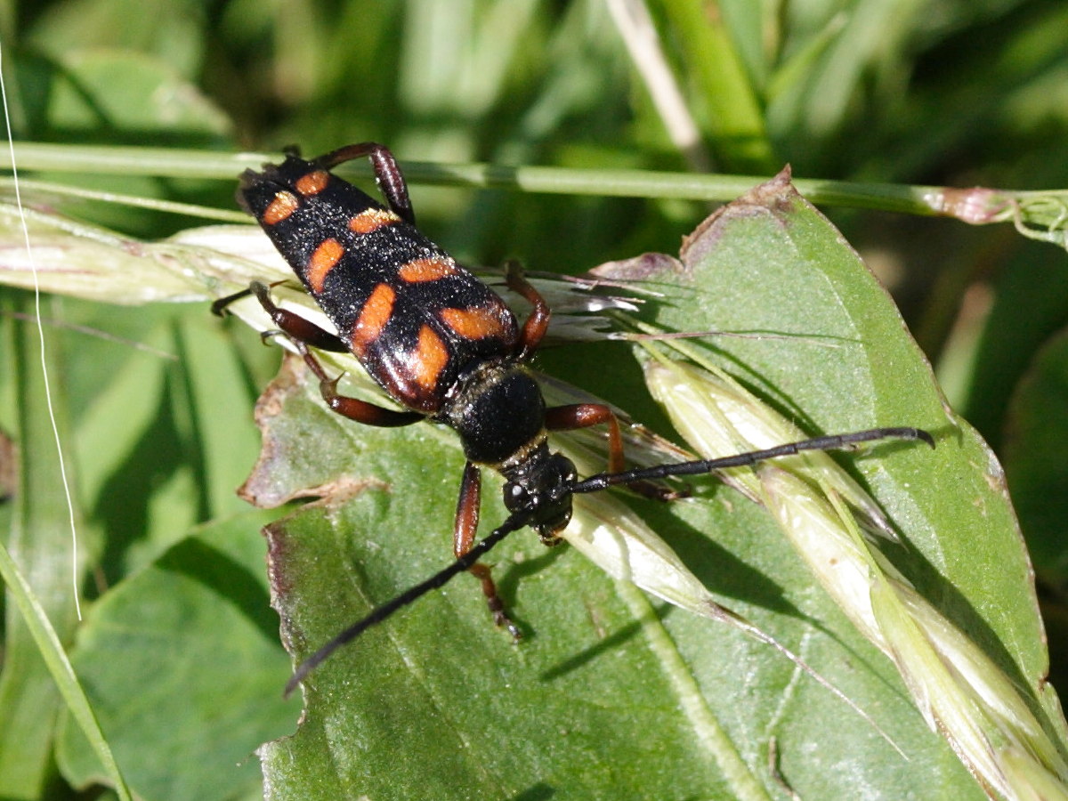 leptura_aurulenta3md