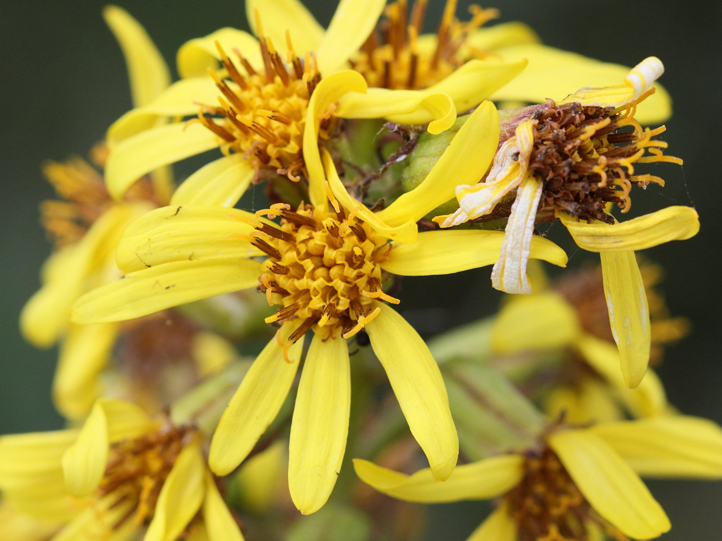 ligularia_sibirica4md