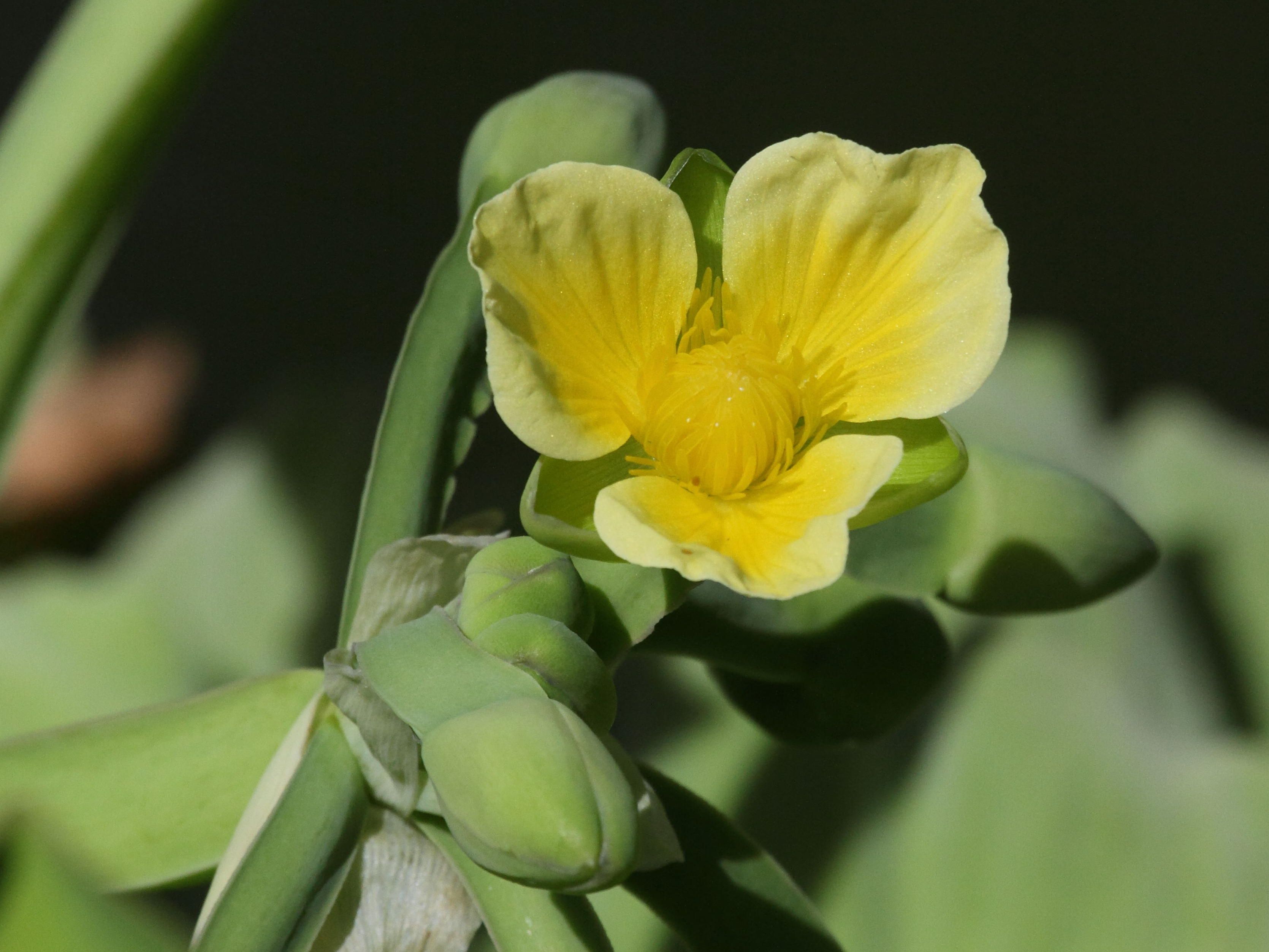 limnocharis_flava2bd