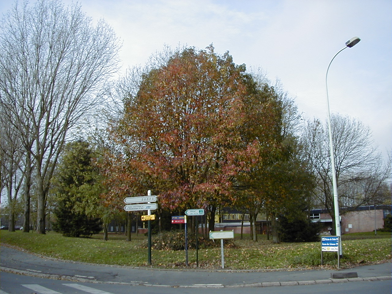 liquidambar_styraciflua3amd